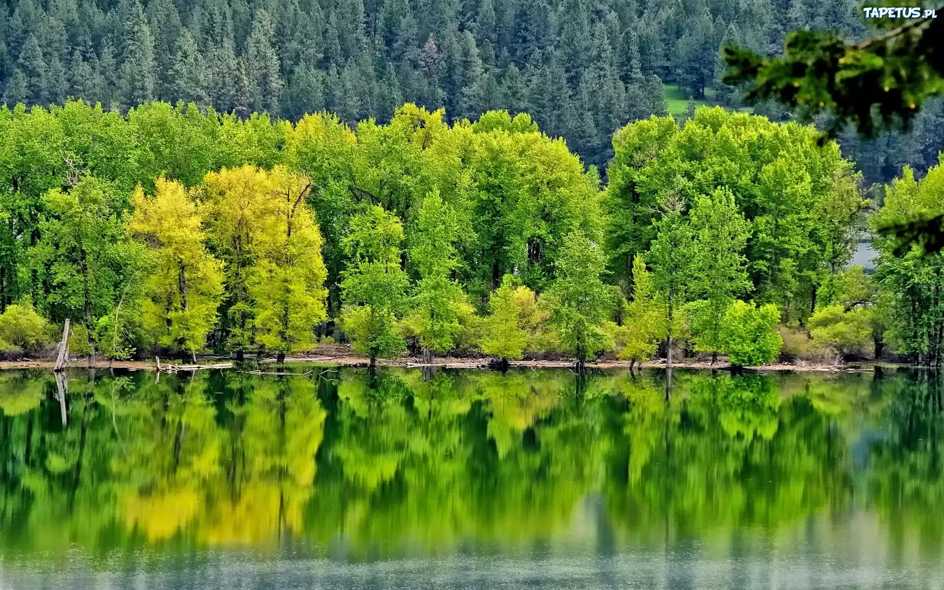 Las, Jezioro, Odbicie