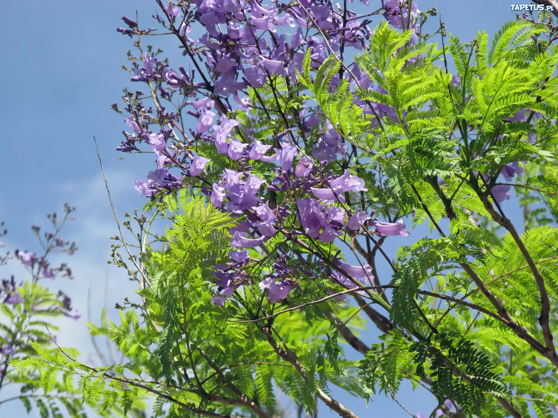Jacaranda, Mimozolistna