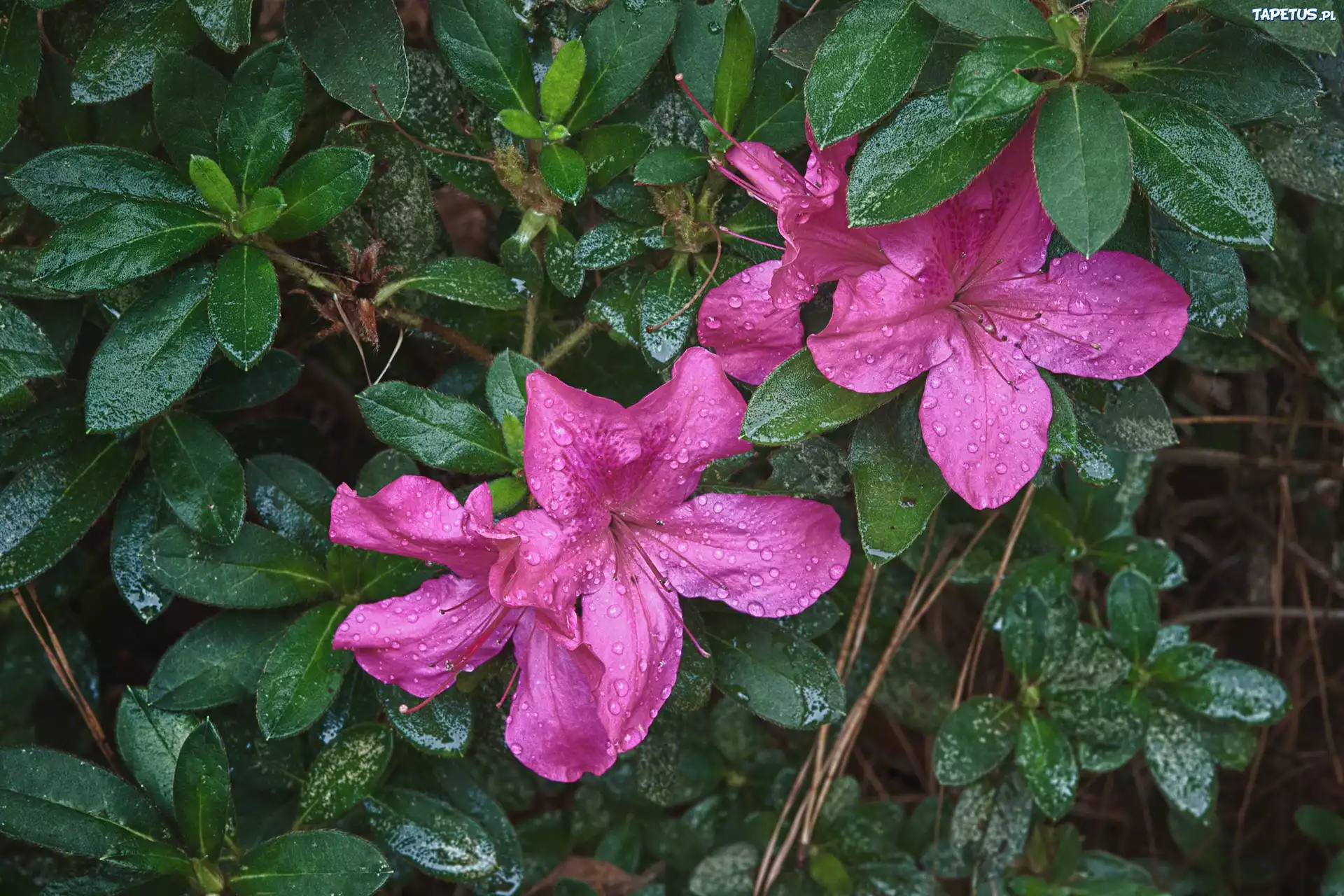 Azalia, Listki
