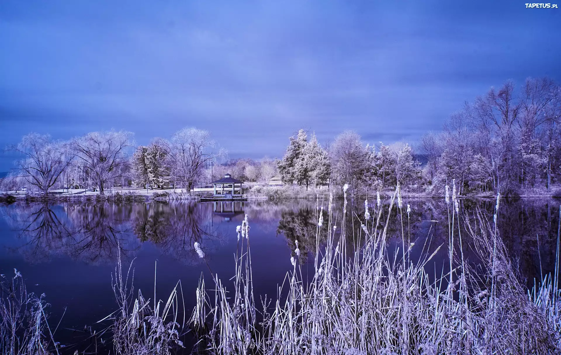 Jezioro, Drzewa, Tatarak, Śnieg
