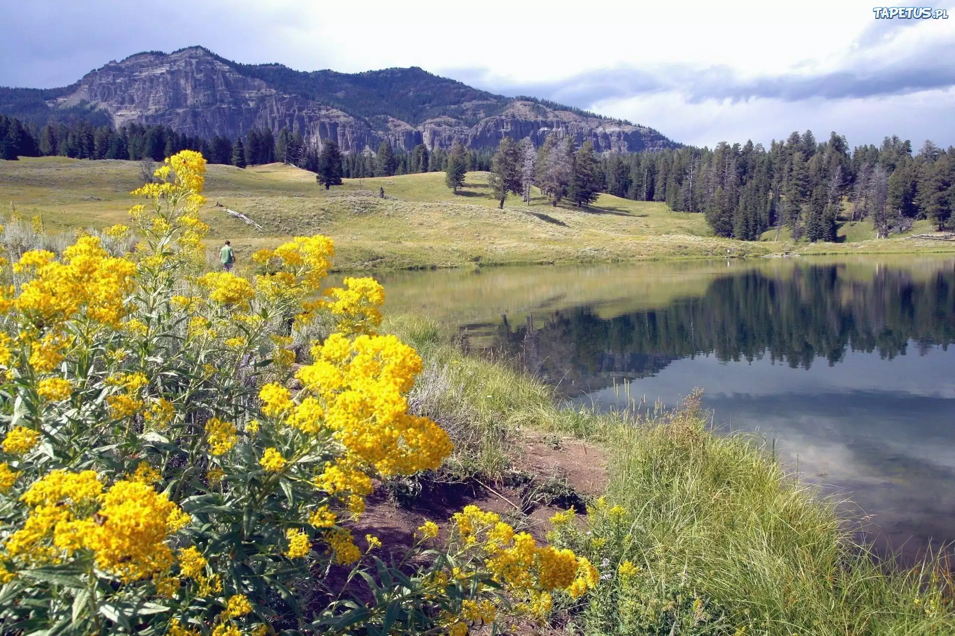 Kwiaty, Jeziorko, Góry, Park Narodowy, Yellowstone, Montana