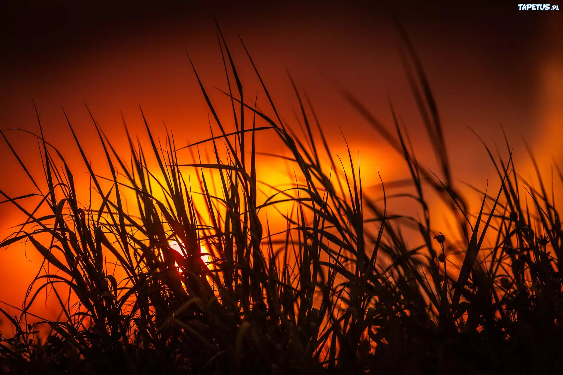 трава закат grass sunset без смс