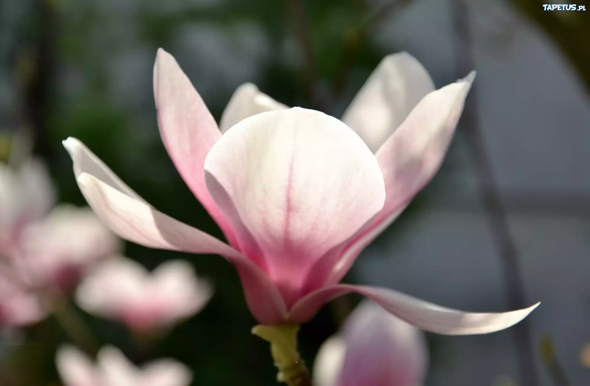 Różowy, Kwiat, Magnolii