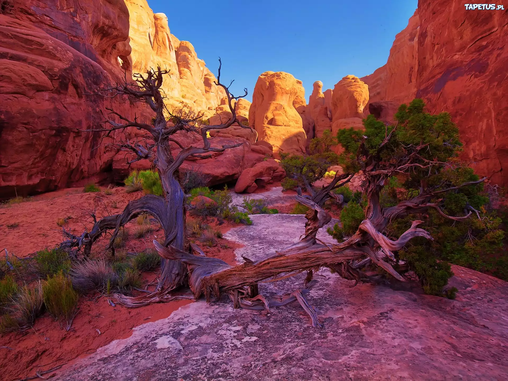 Kanion, Park, Narodowy, Utah, Drzewo
