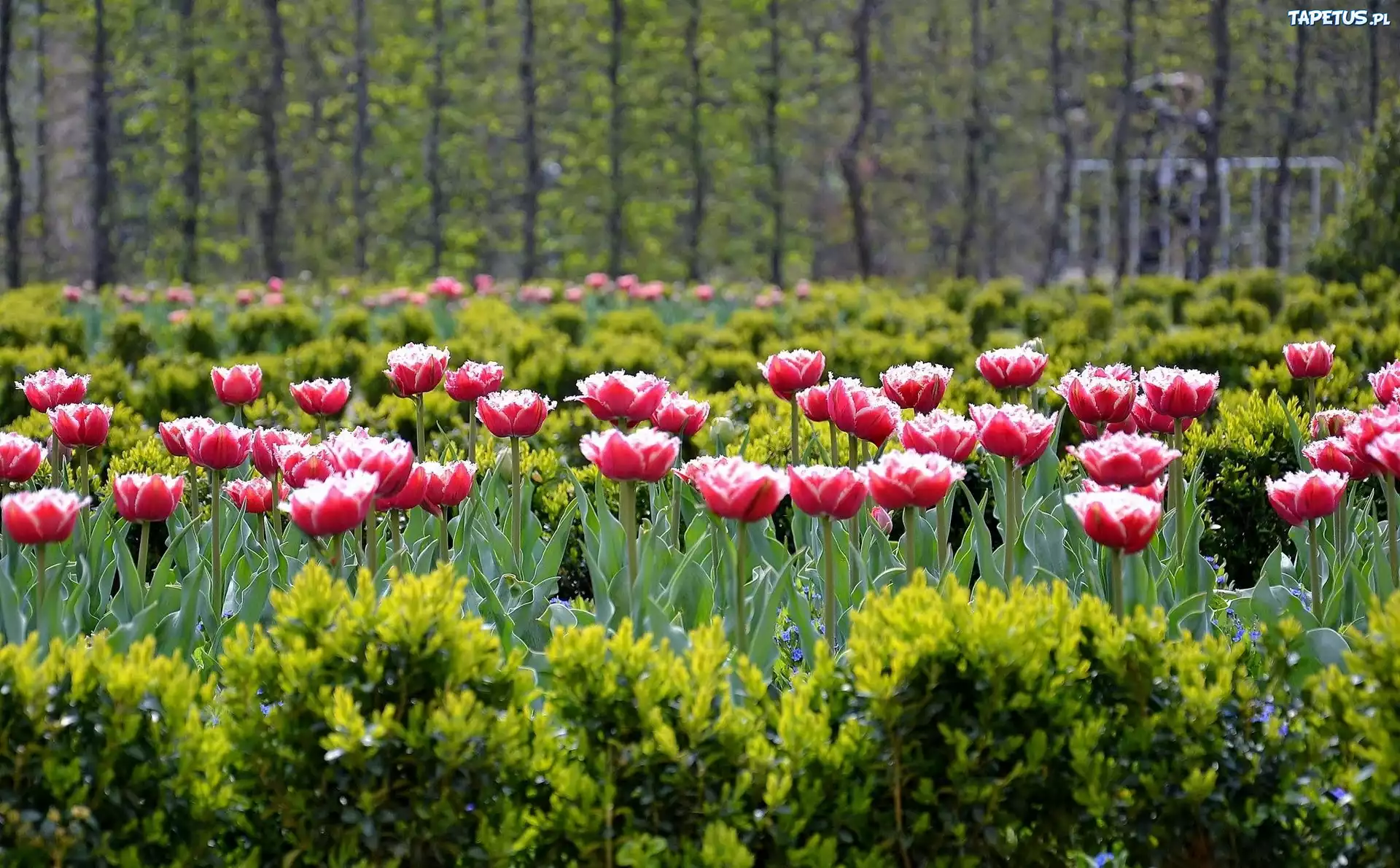Różowe, Tulipany