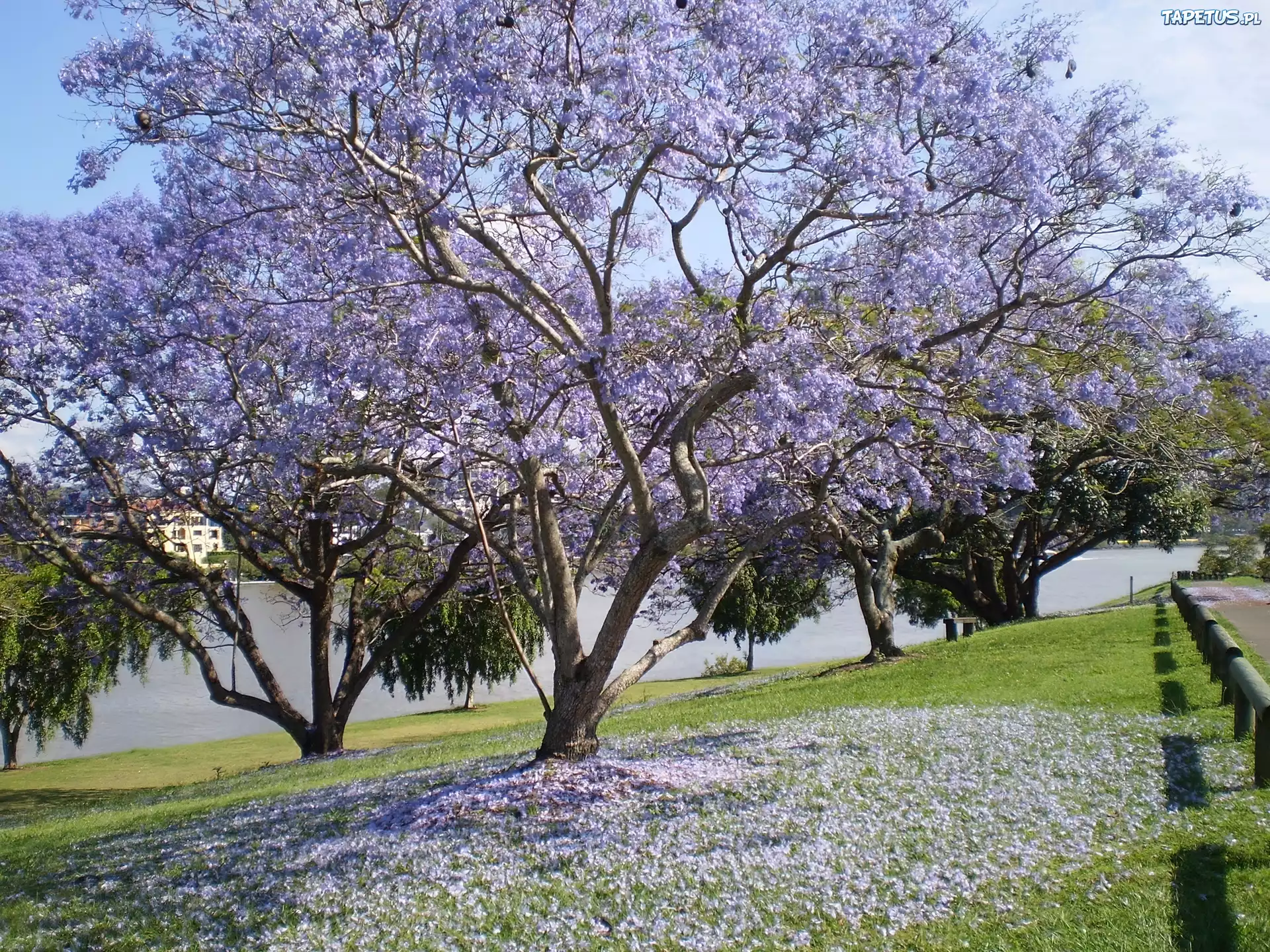 Łąka, Kwitnąca, Jacaranda