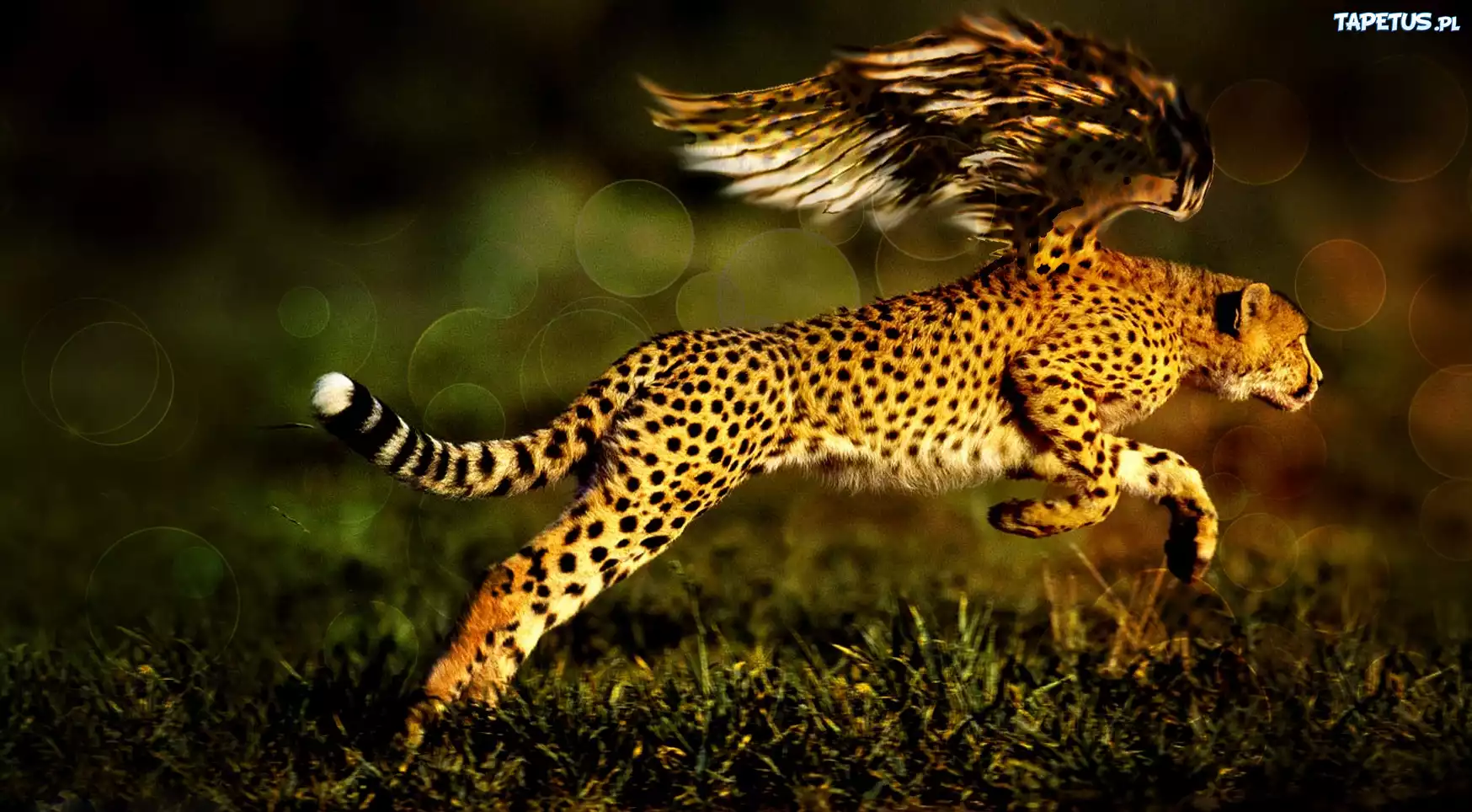 Gepard, Ptak, Bieg
