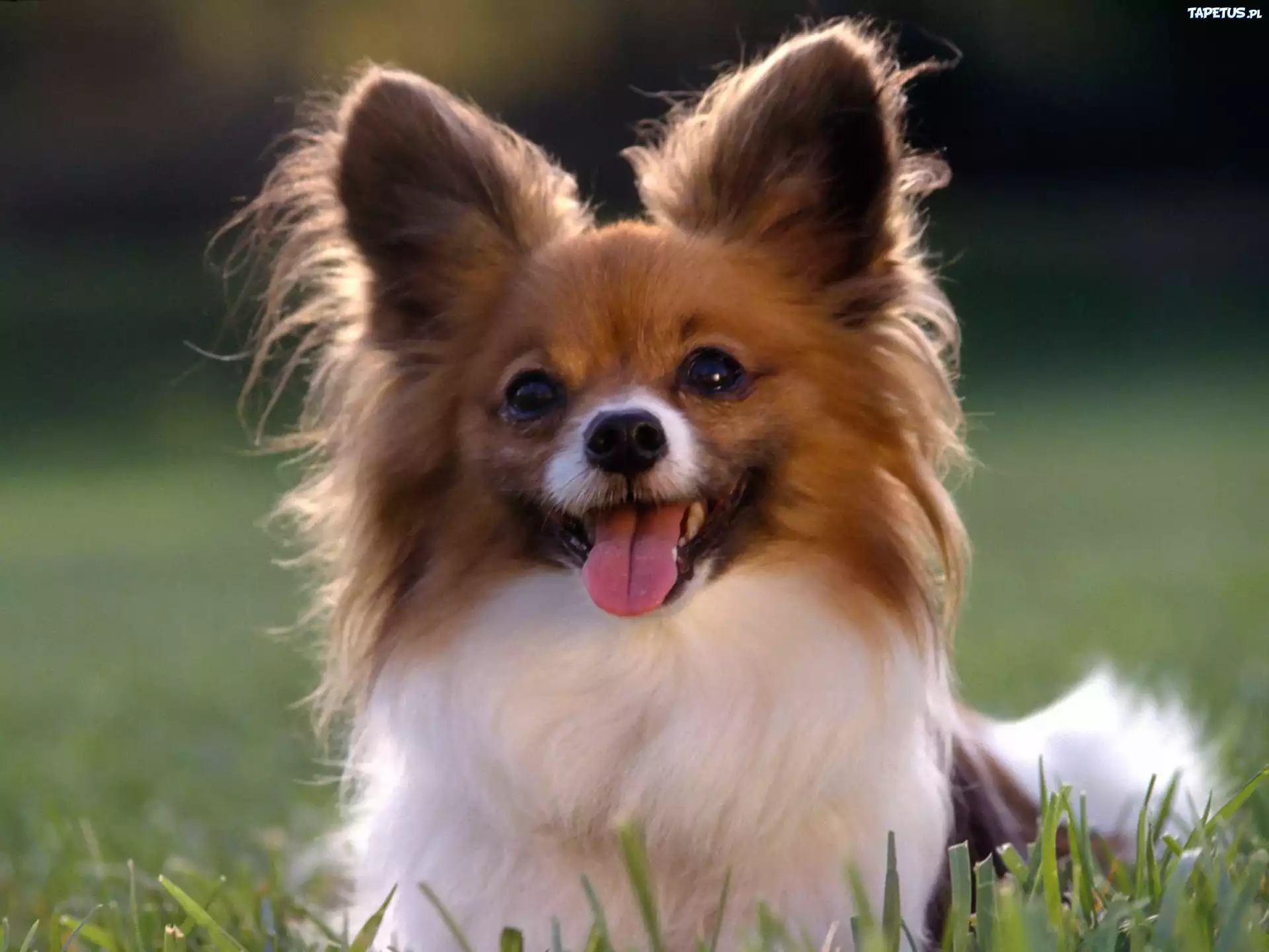 Piesek, Język, Spaniel, Papillon