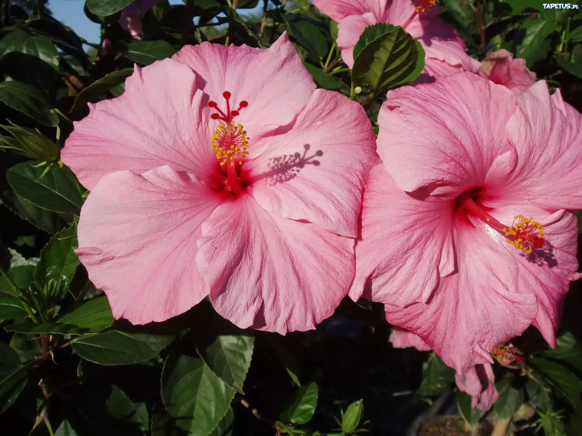 Różowy, Hibiskus