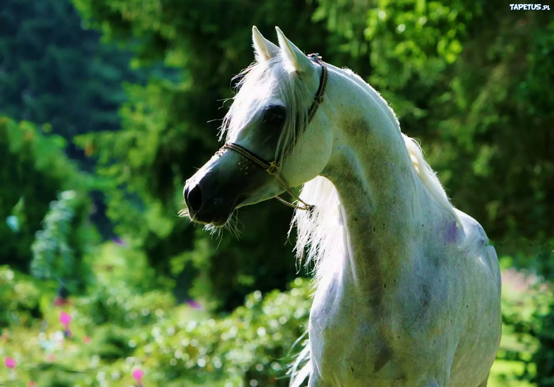 Biały, Koń, Arab