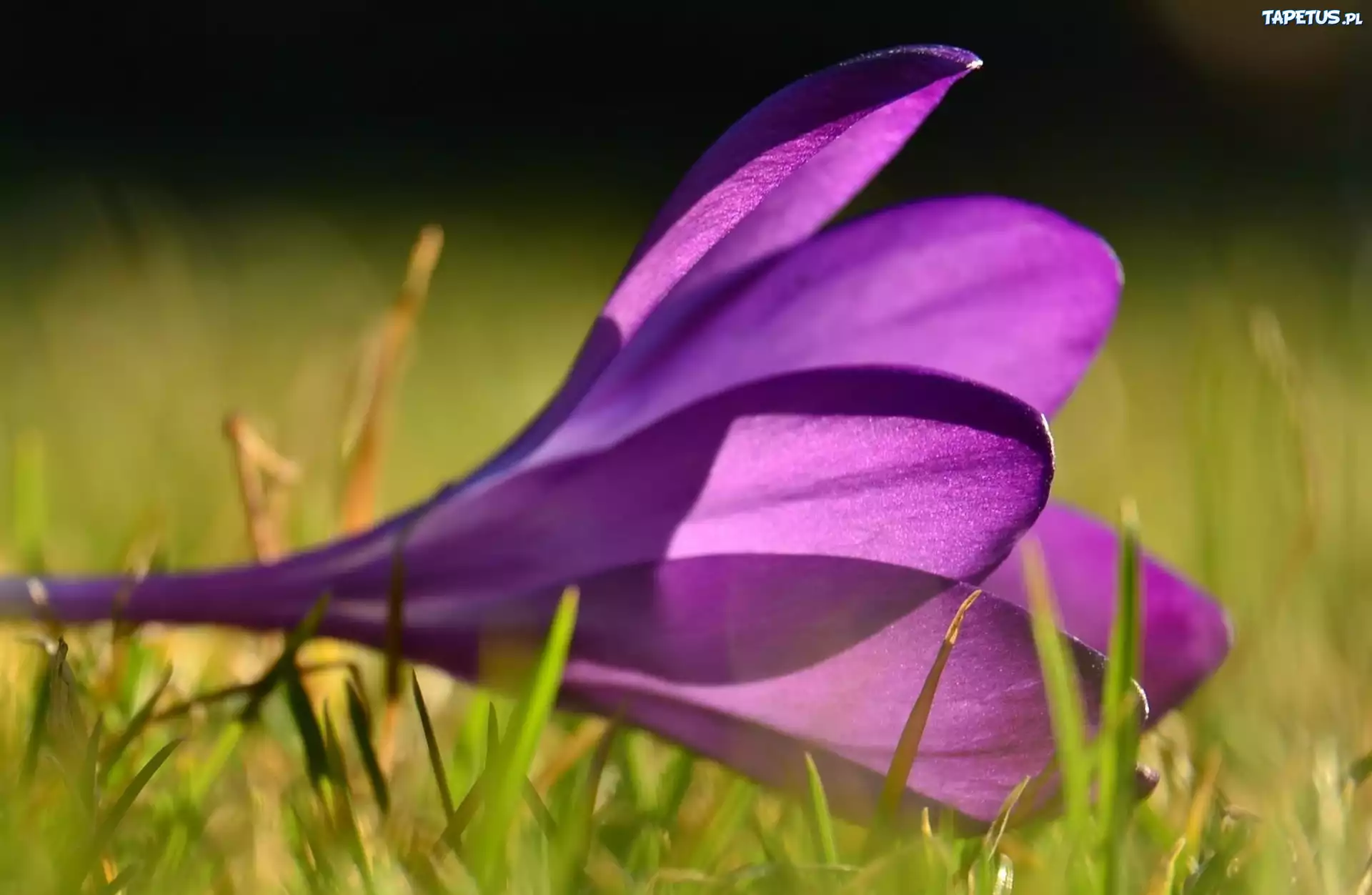 Fioletowy, Krokus