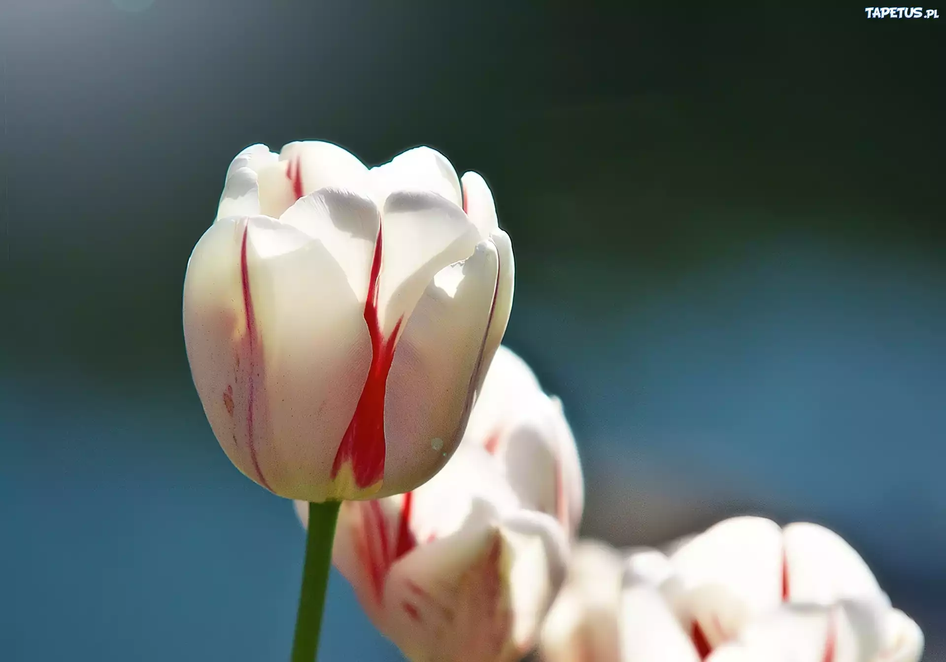 Biały, Tulipan