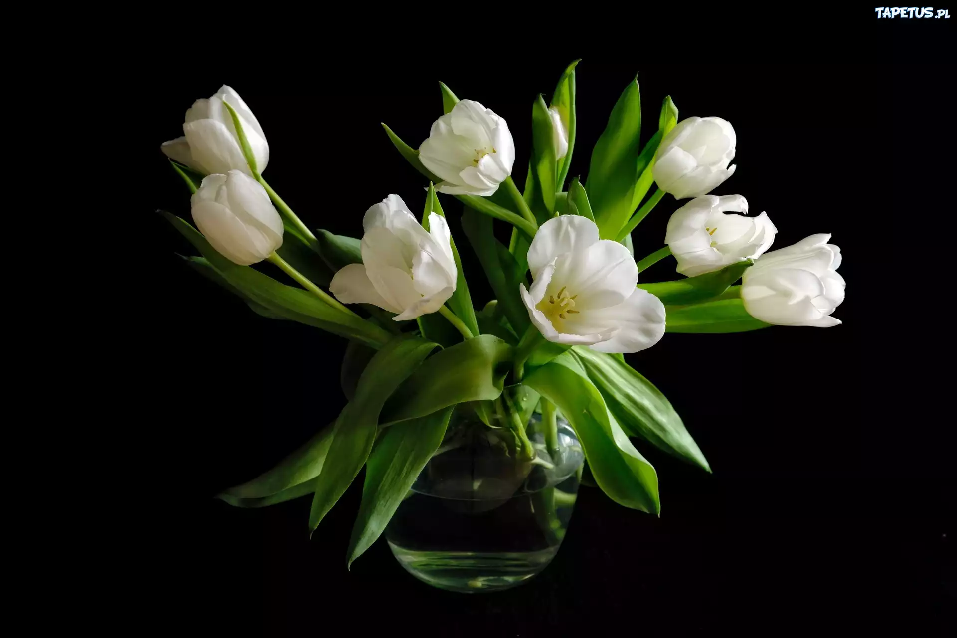 Białe, Tulipany, Wazon