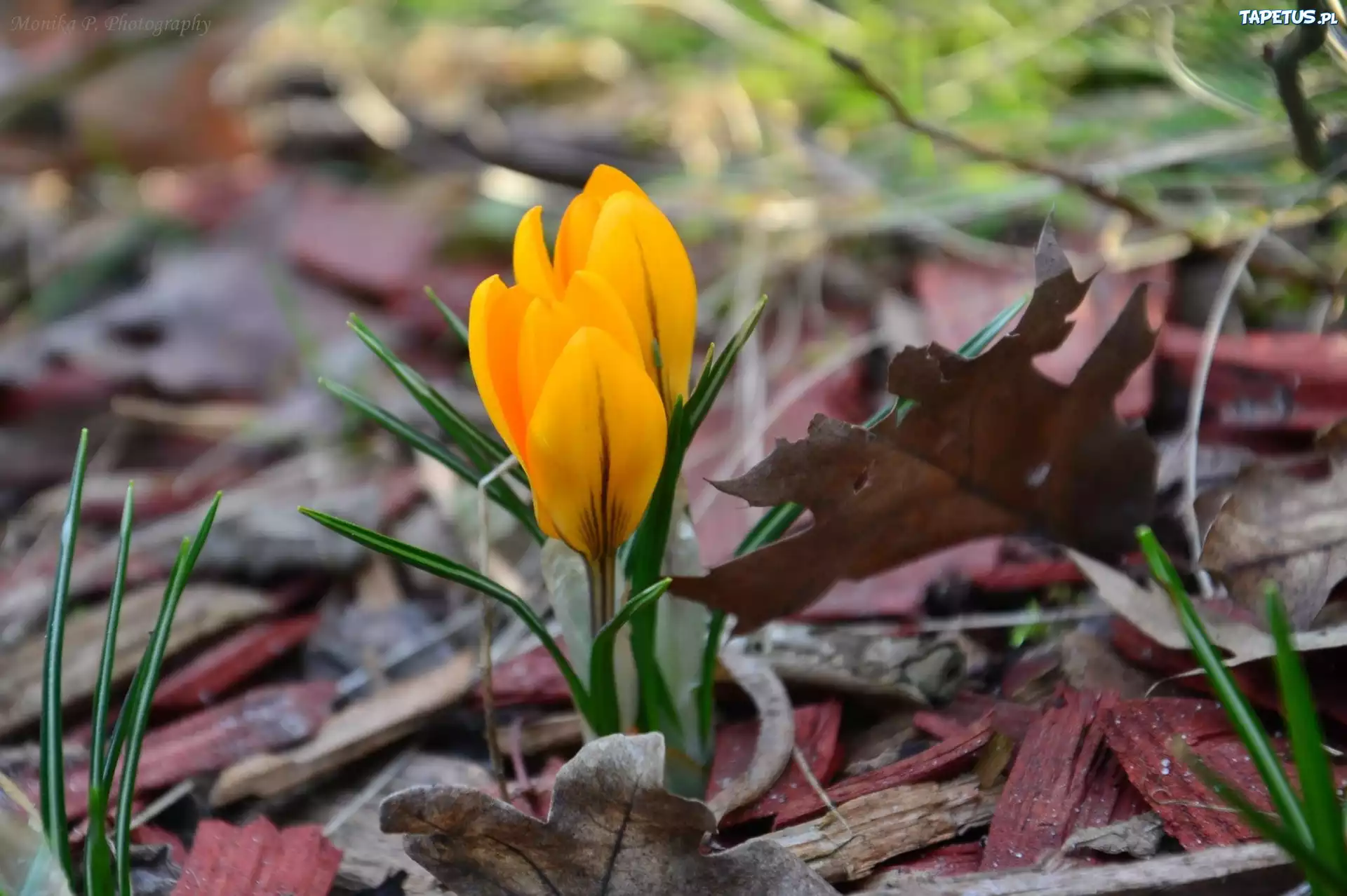 Żółty, Krokus