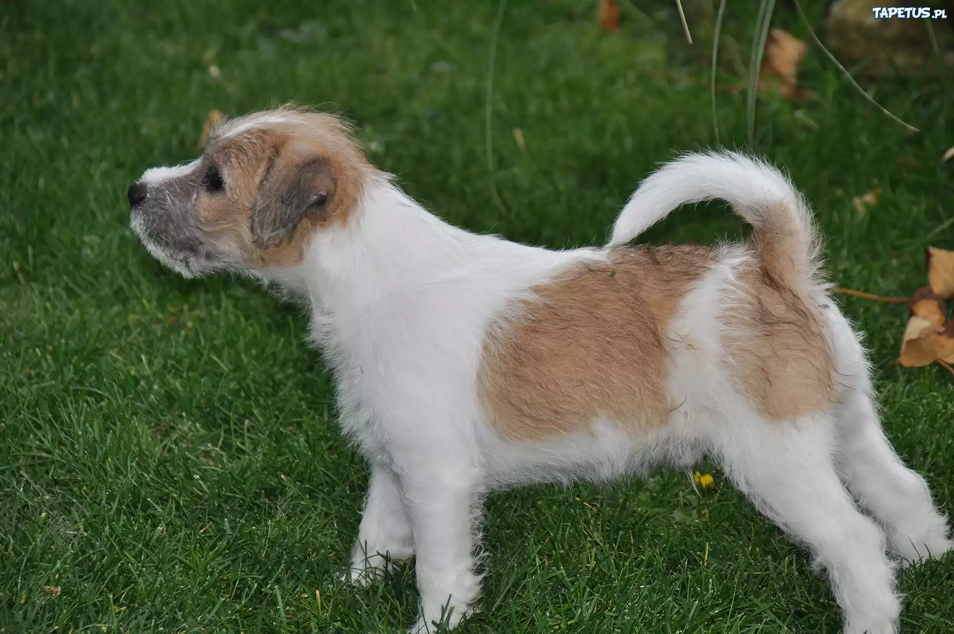 Parson Russell Terrier, Trawa