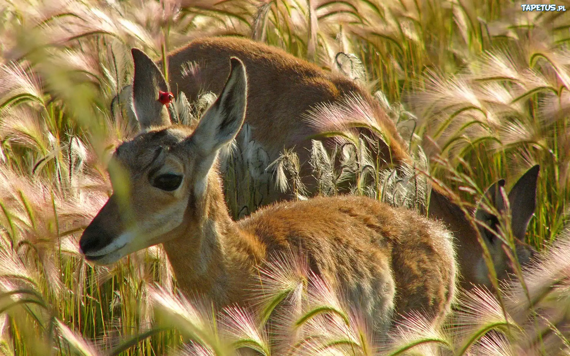 Sarenki, Wysoka, Trawa