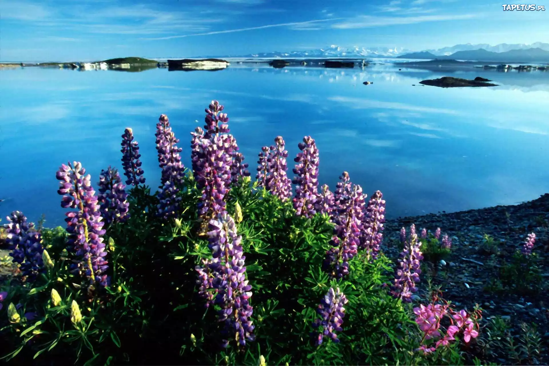 Kwiatki, Jezioro, Vitus, Alaska