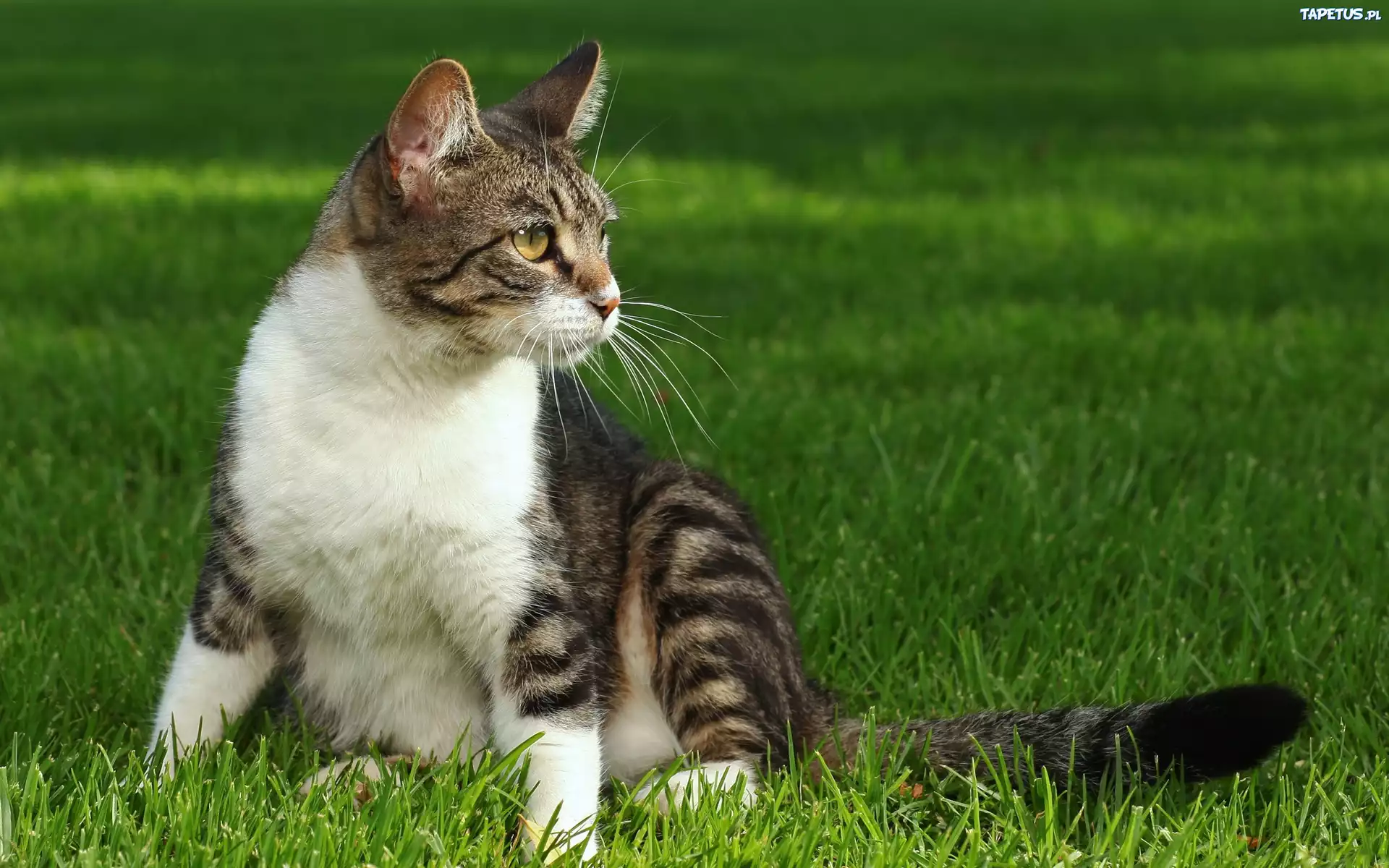Котенок играющий с кошкой в траве загрузить