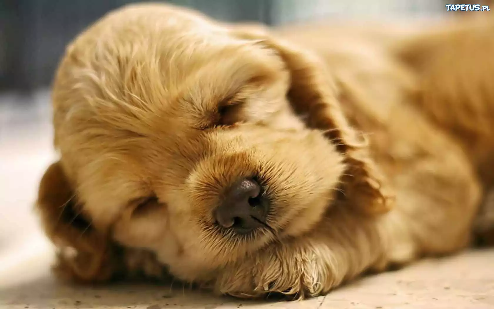 Śpiący, Szczeniaczek, Spaniel