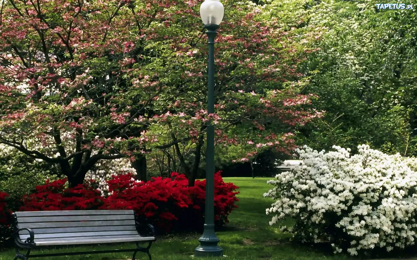 Central, Park, Kwitnące, Drzewa, Krzewy, Latarnia, Ławeczka