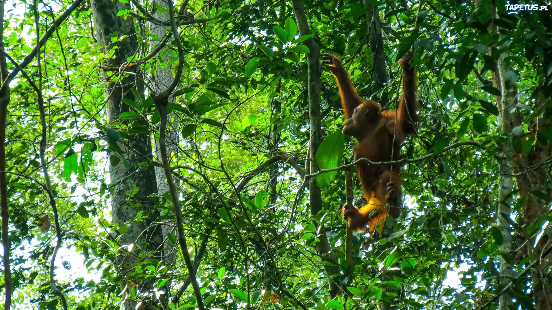 Orangutan, Las, Tropikalny, Borneo
