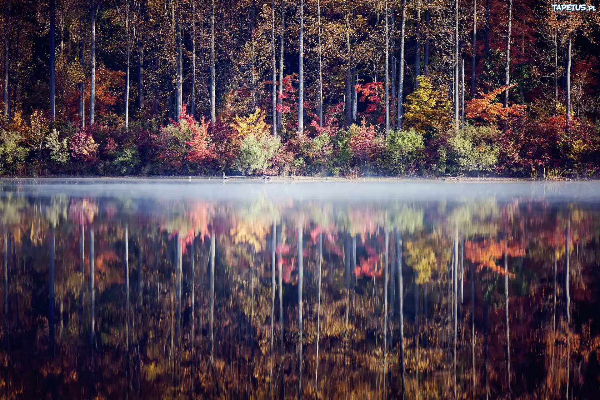 Las, Jezioro, Jesień