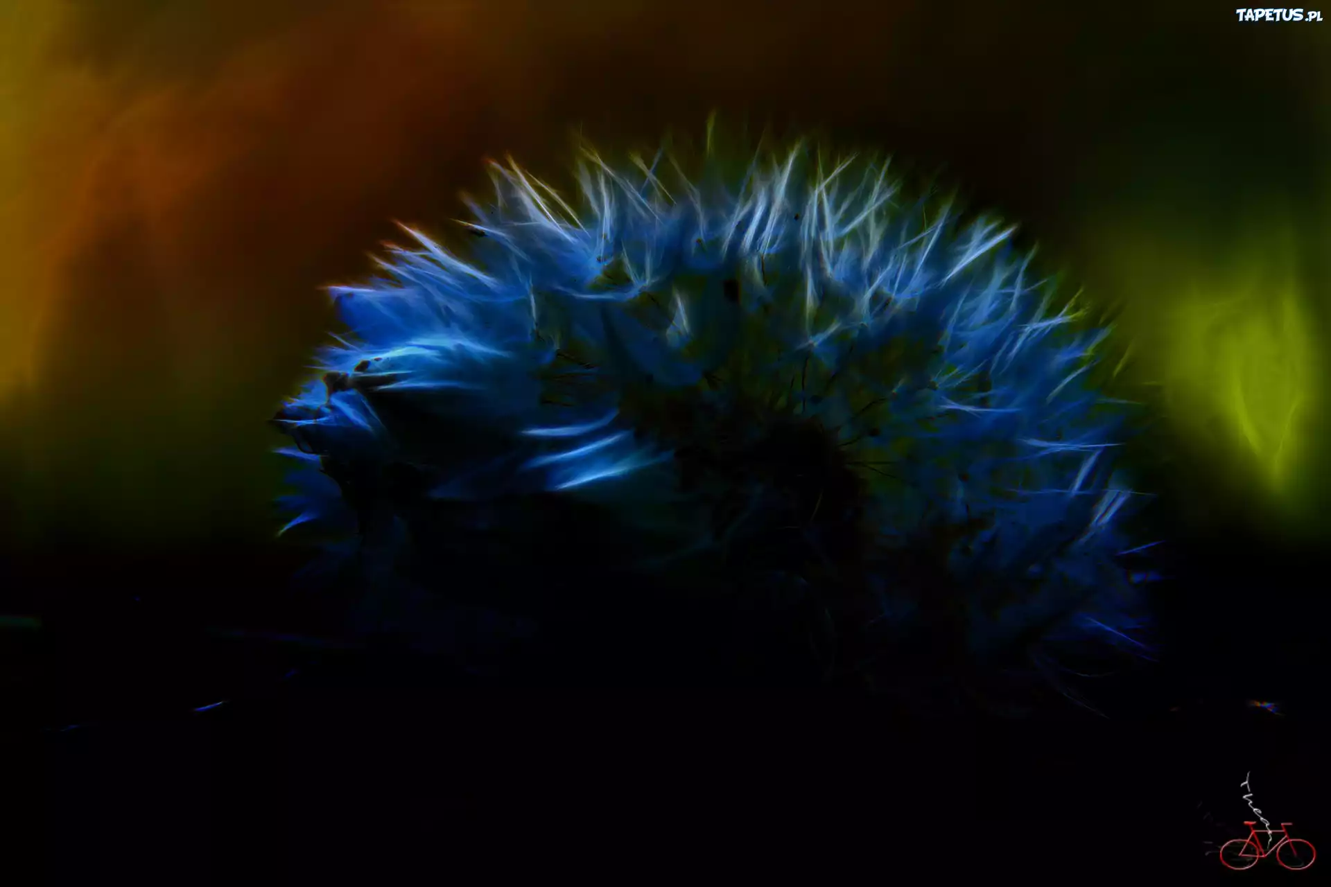 Mniszek Pospolity, Dmuchawiec, Fractalius