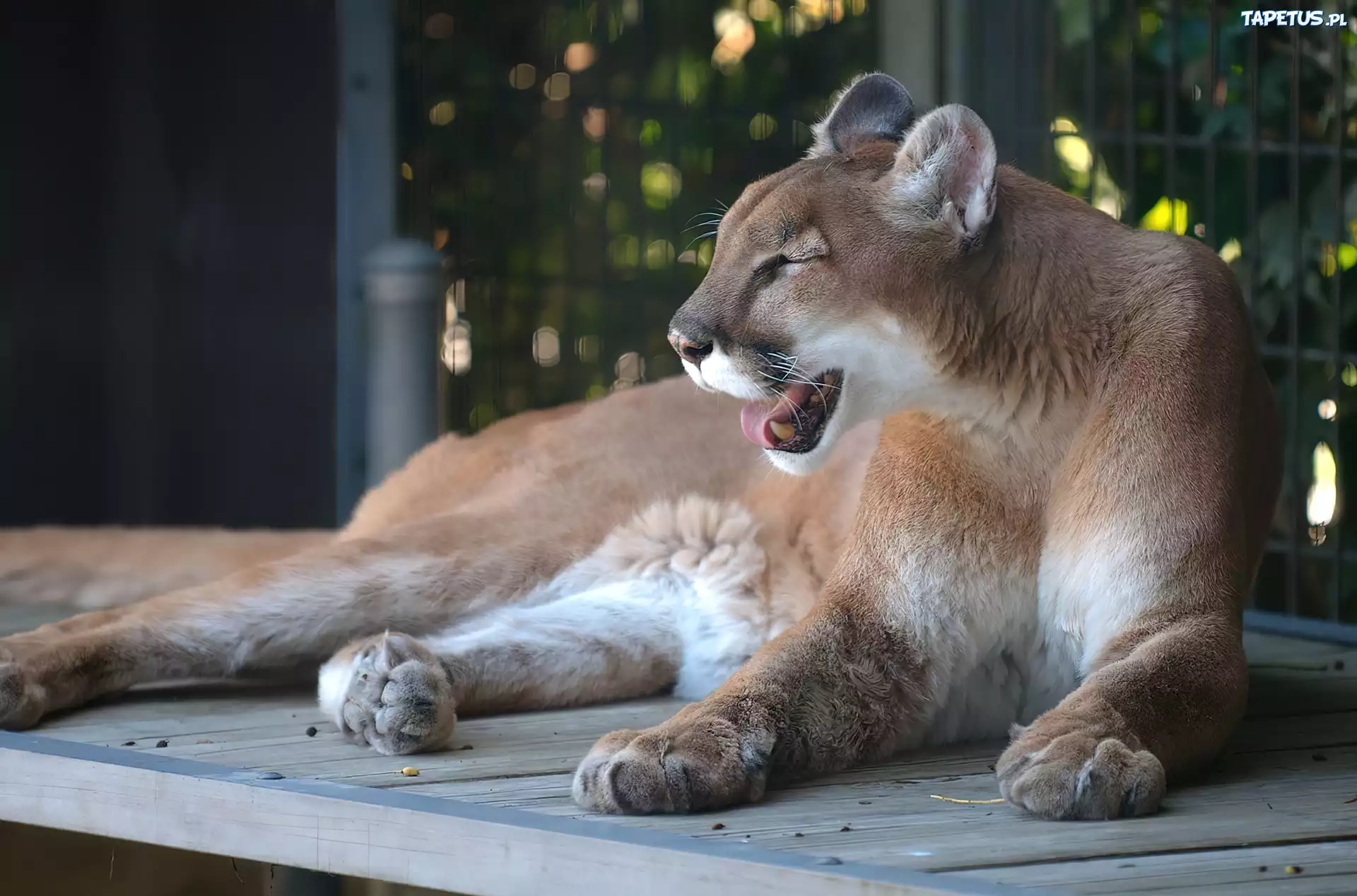 Puma, Zoo