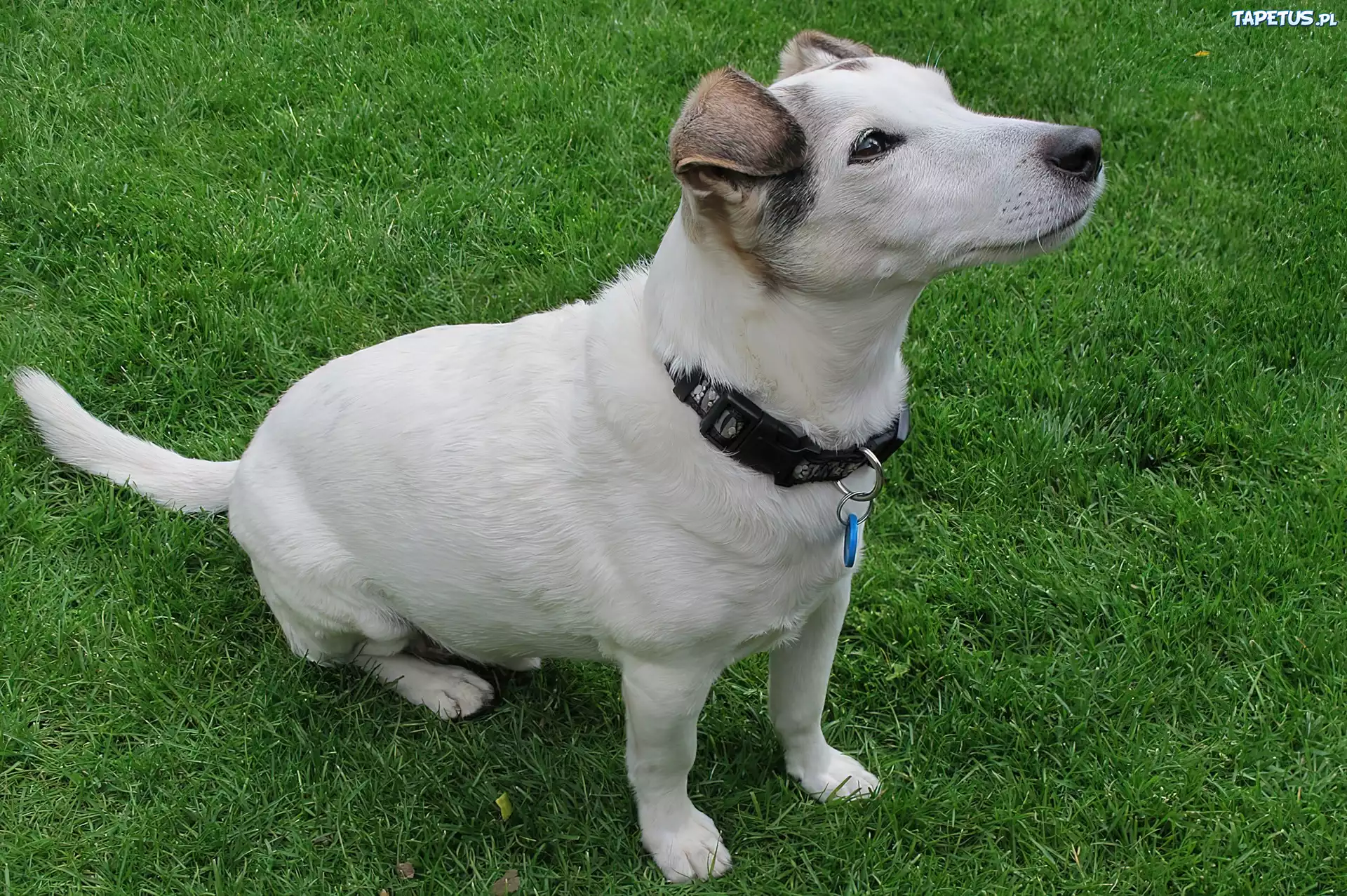 Parson Russell Terrier, Trawa