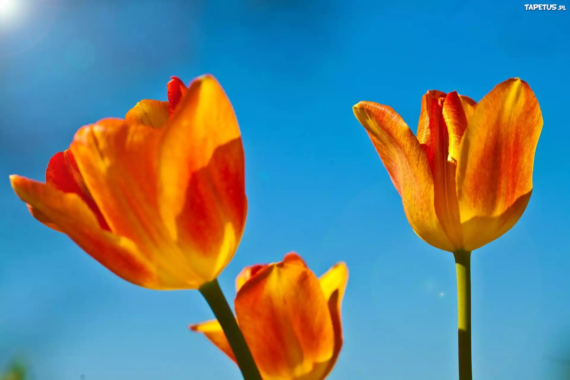Pomarańczowe, Tulipany, Niebieskie, Tło