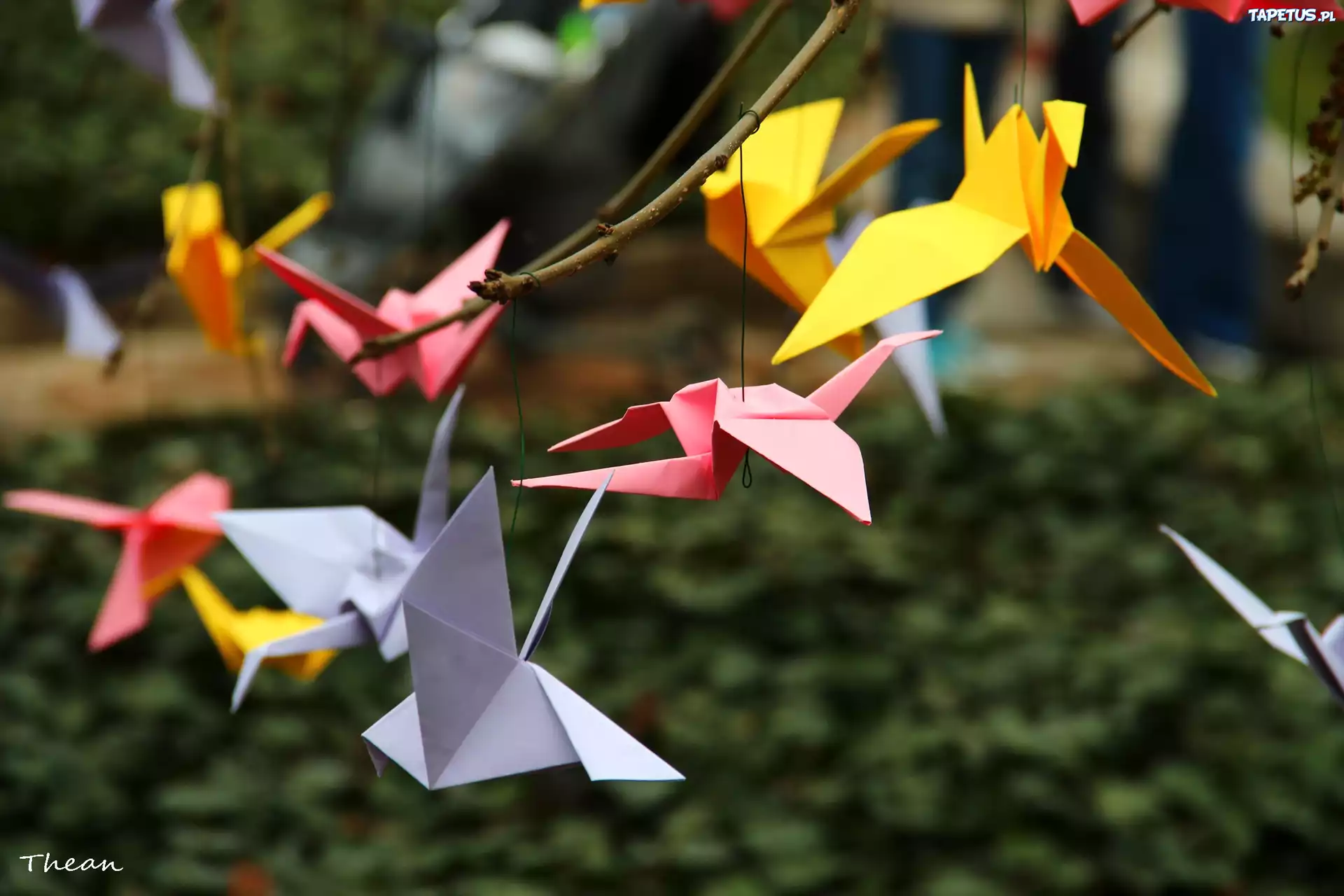 Origami, Kolorowe, Kartki, Ptaki