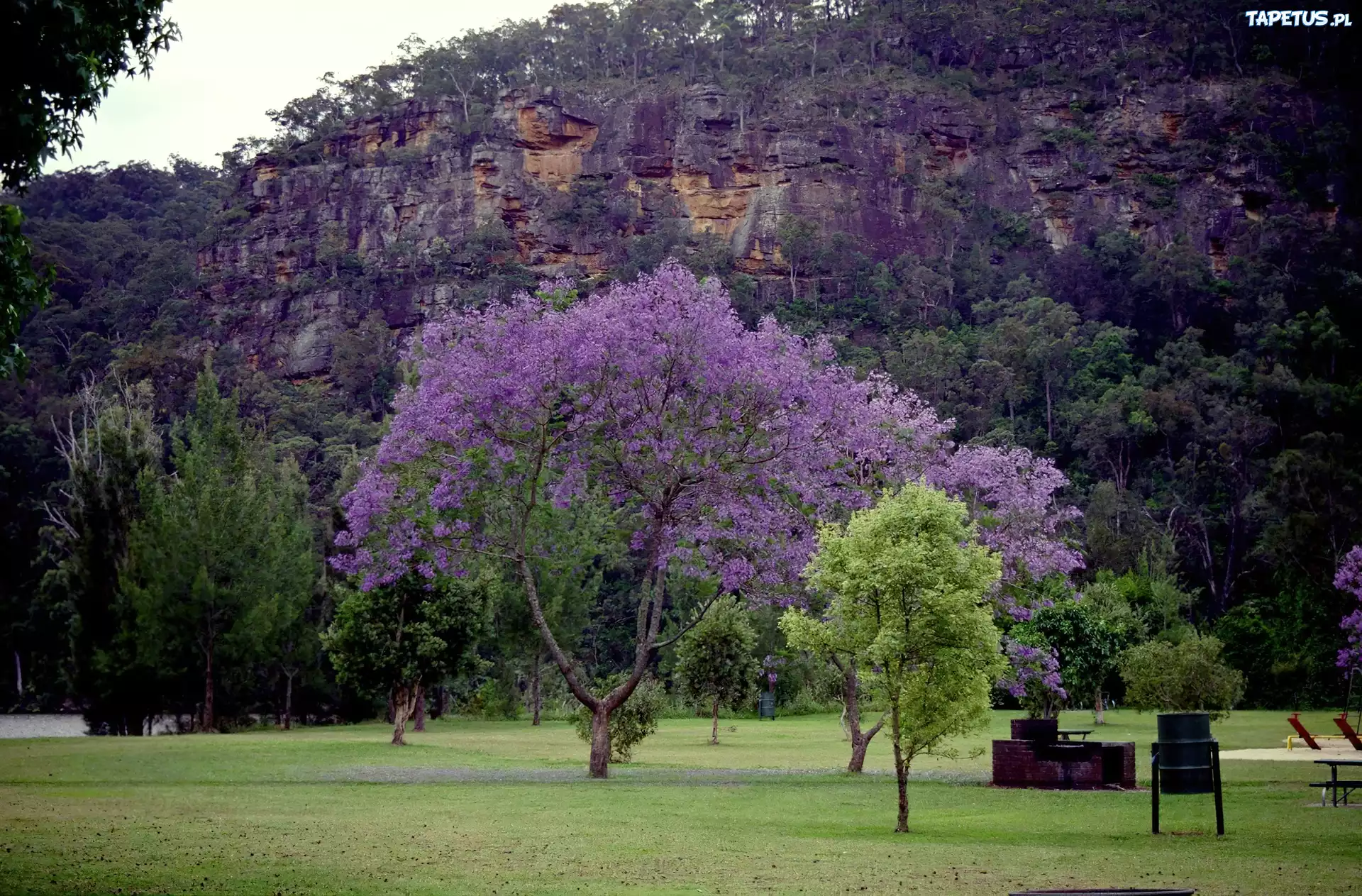 Jacaranda, Łąka, Góry