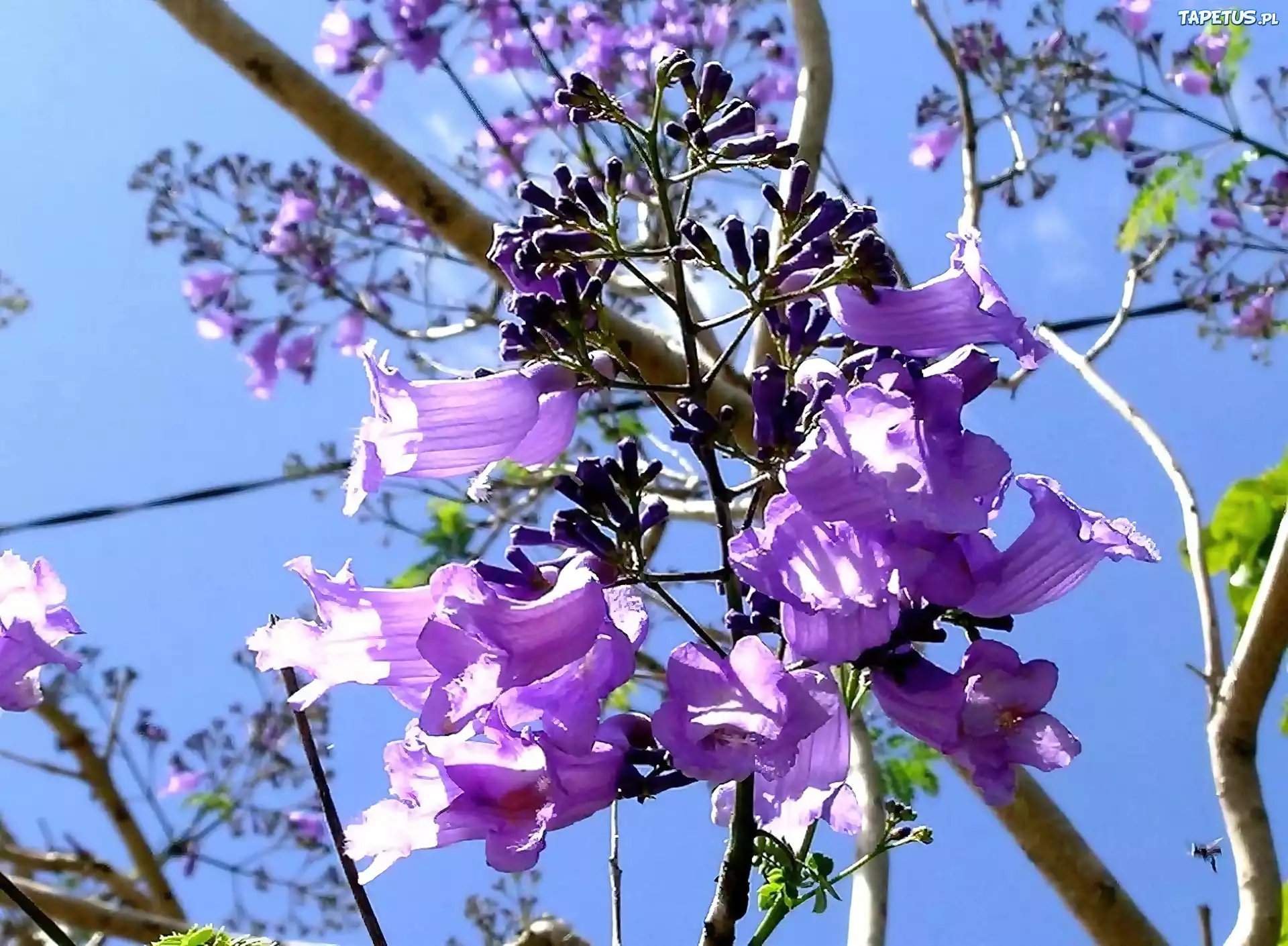 Kwitnąca, Jacaranda