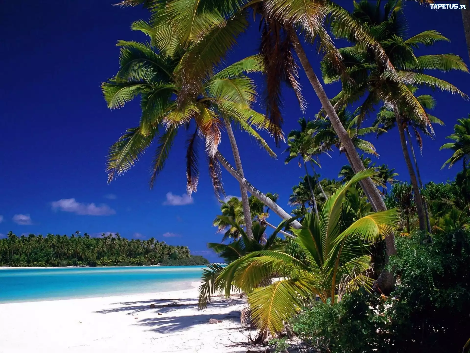 Małe, Antyle, Barbados, Morze, Plaża, Dżungla