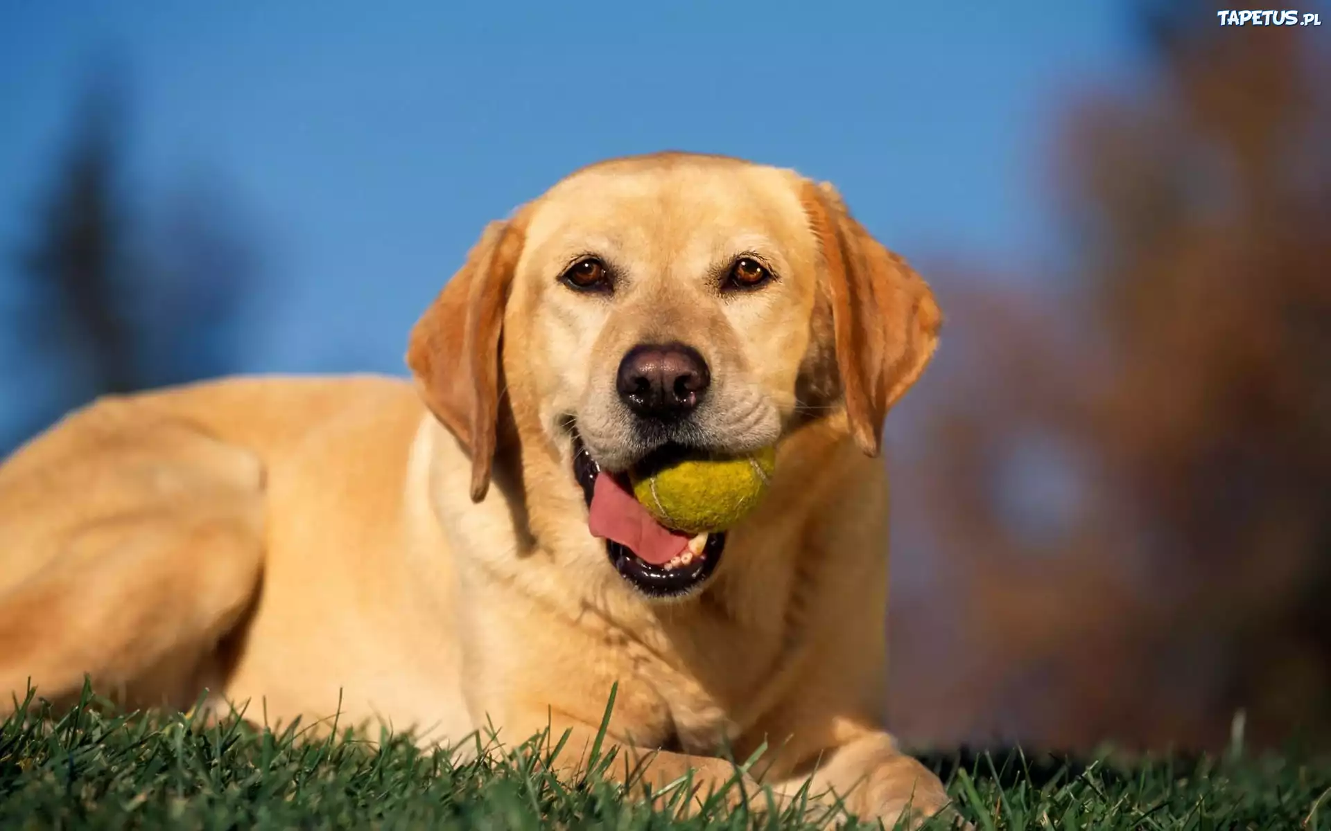 Szczęśliwy, Retriever, Piłeczka