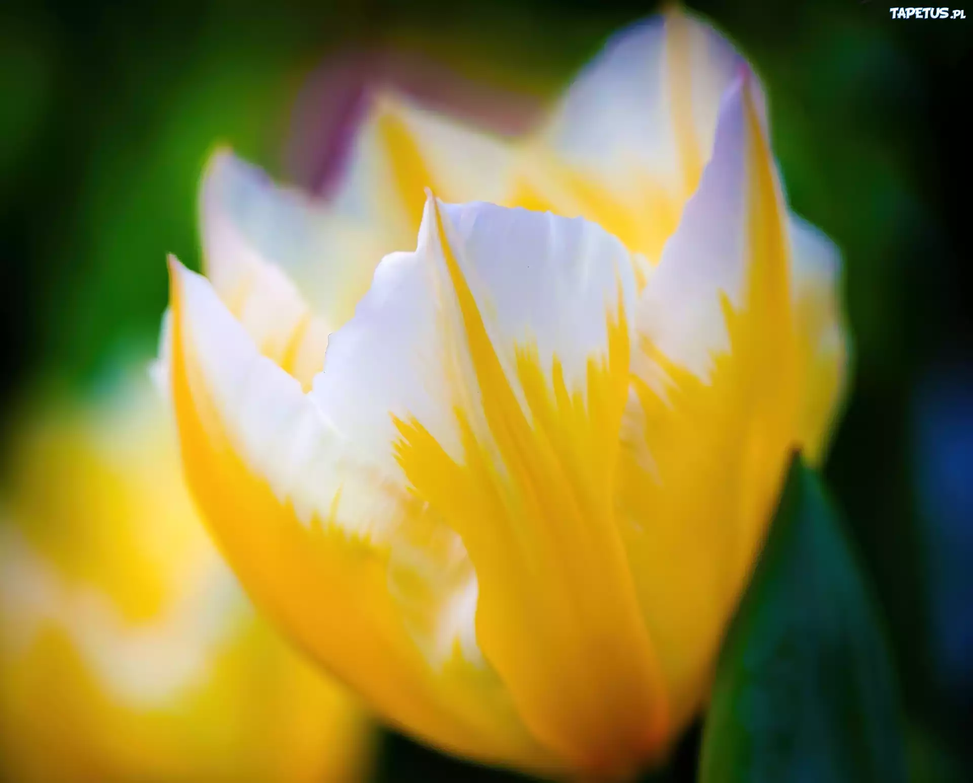 Żółto, Biały, Tulipan