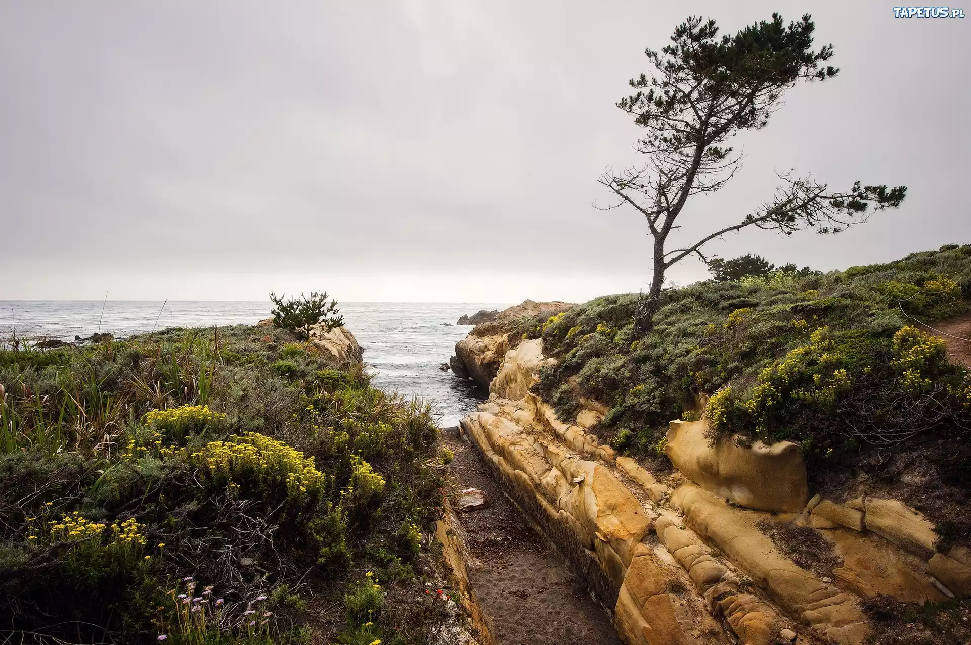 берег море дерево shore sea tree без смс