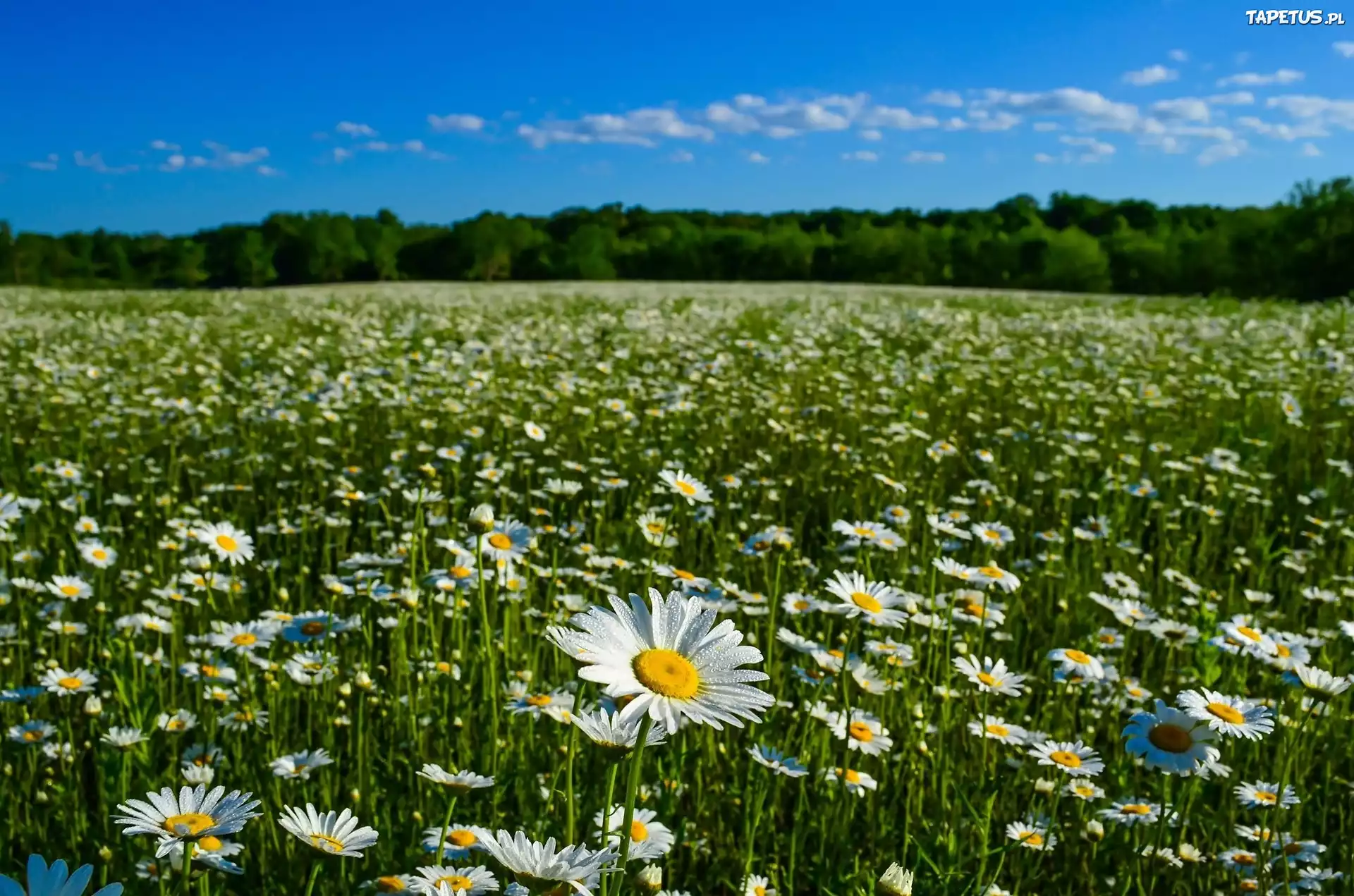 Margerytki, Łąka, Krajobraz