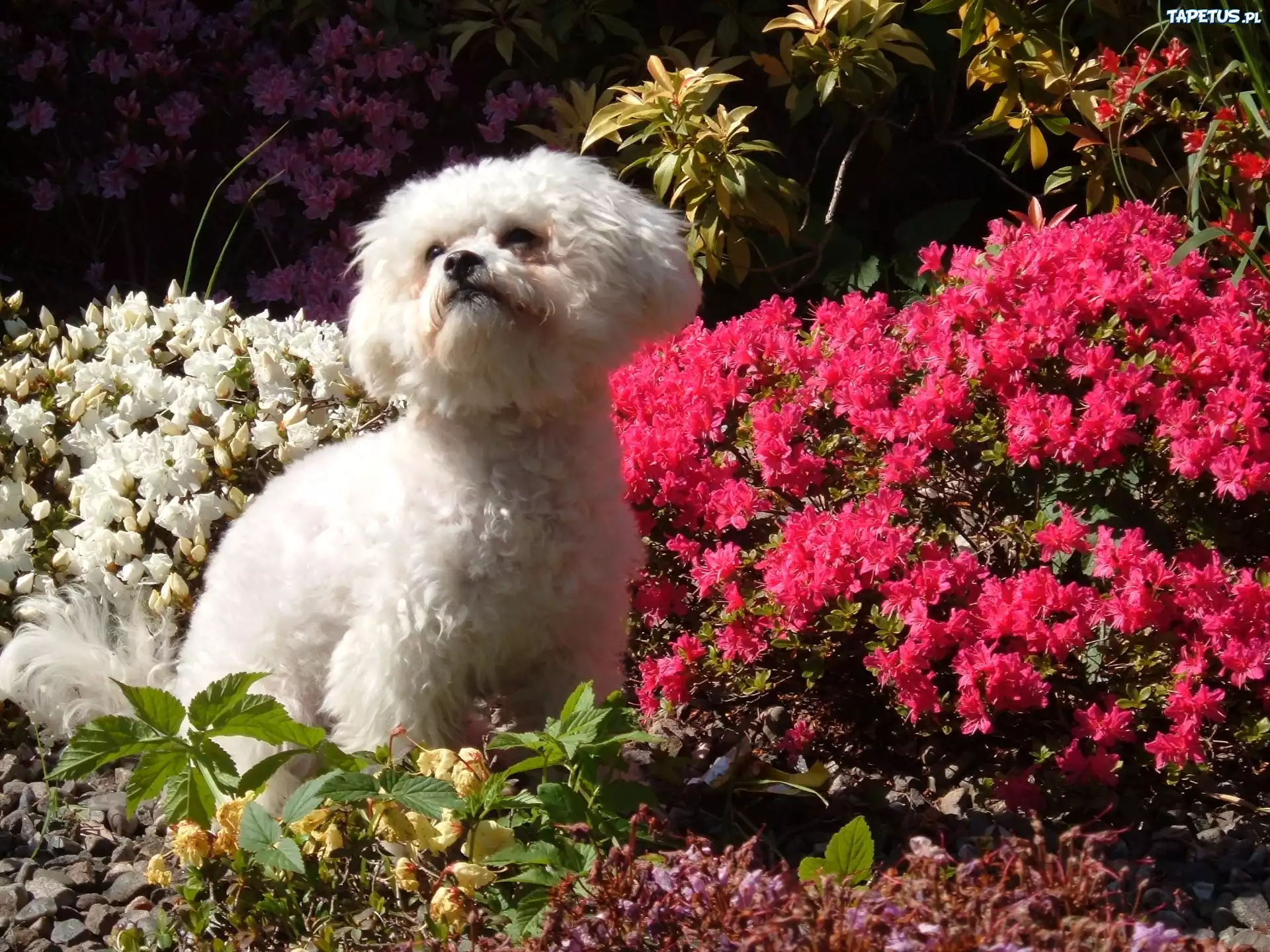 Bichon Frise, Kwiatki