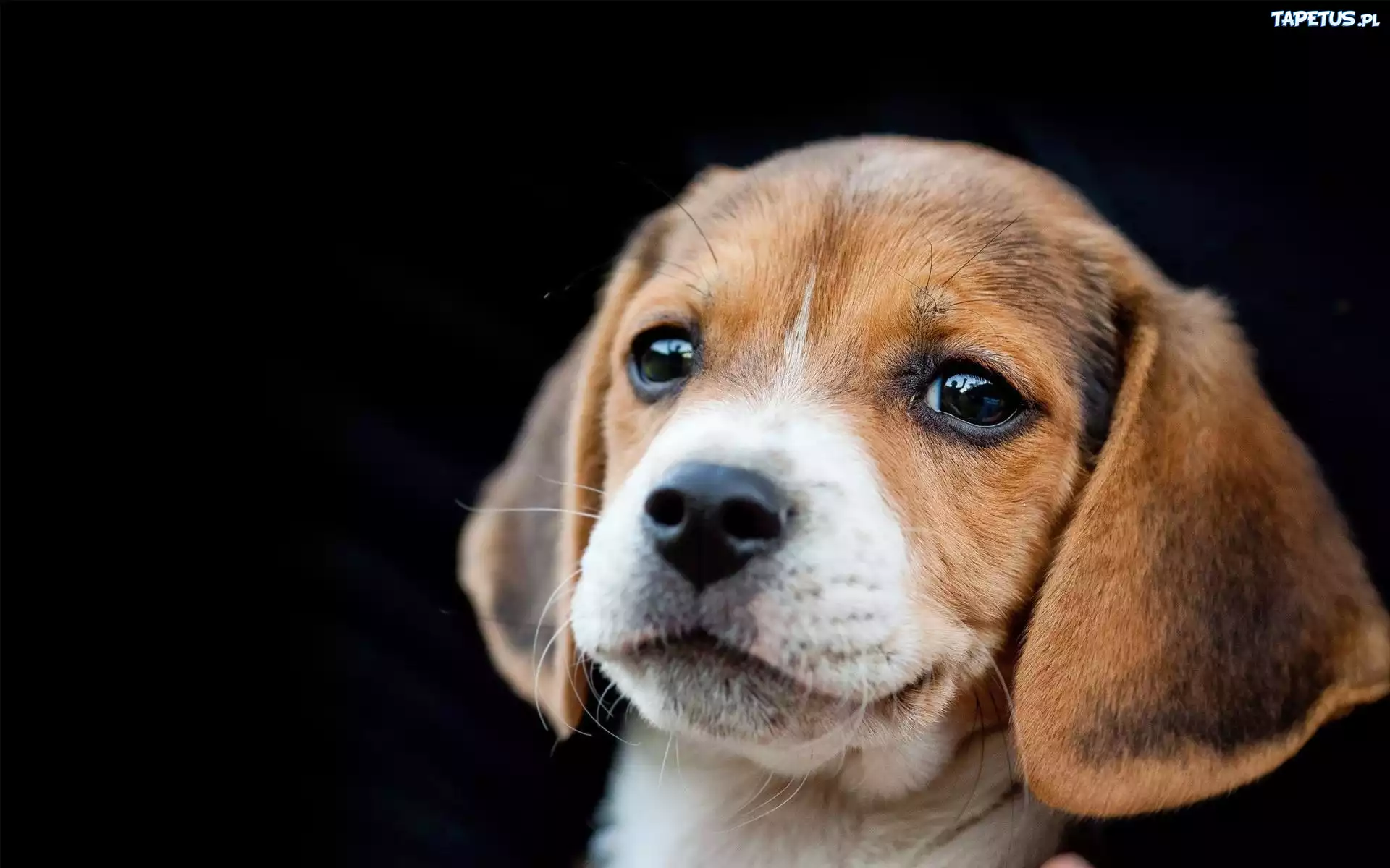 Beagle, Portret