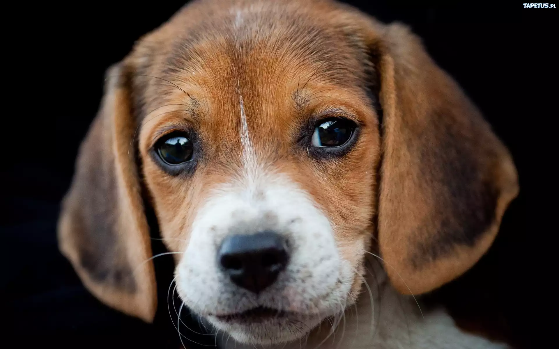 Beagle, Portret
