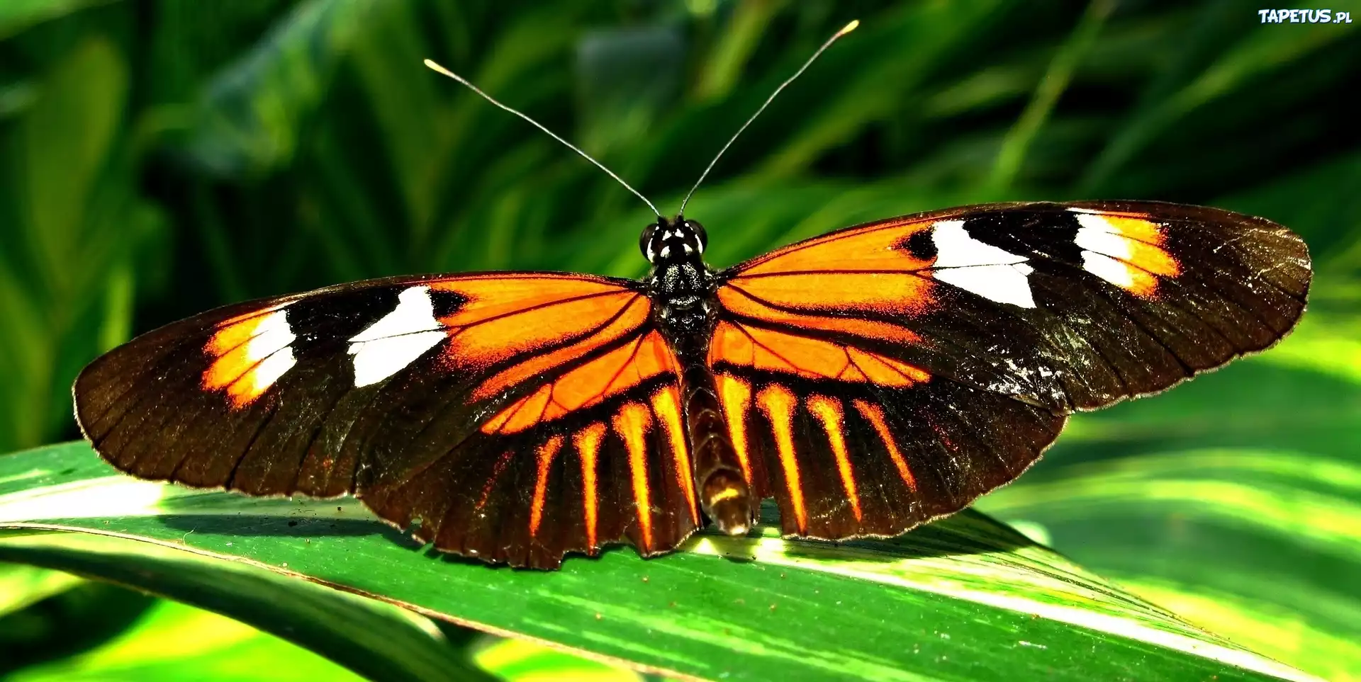 Trawa, Motyl