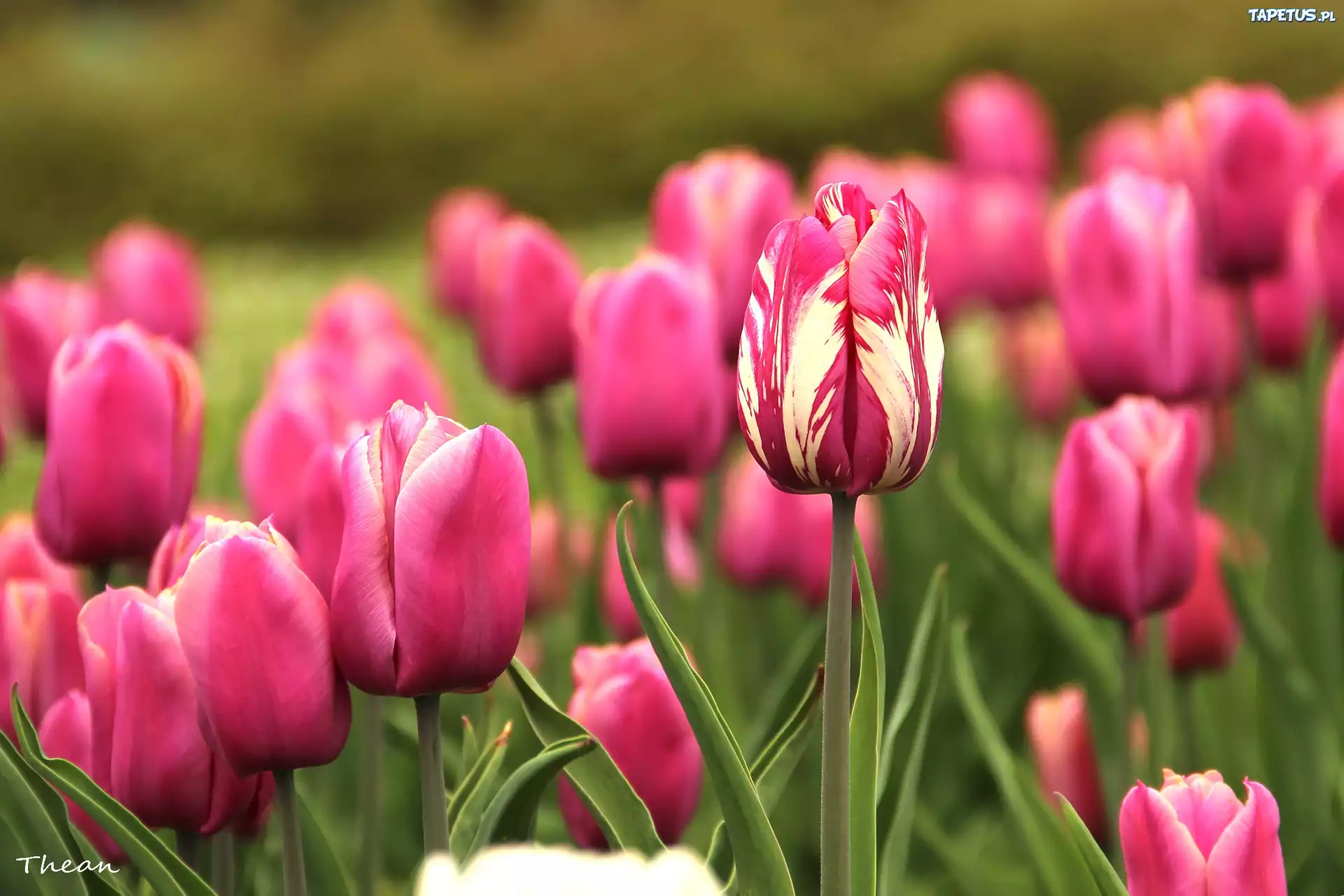 Różowe, Tulipany
