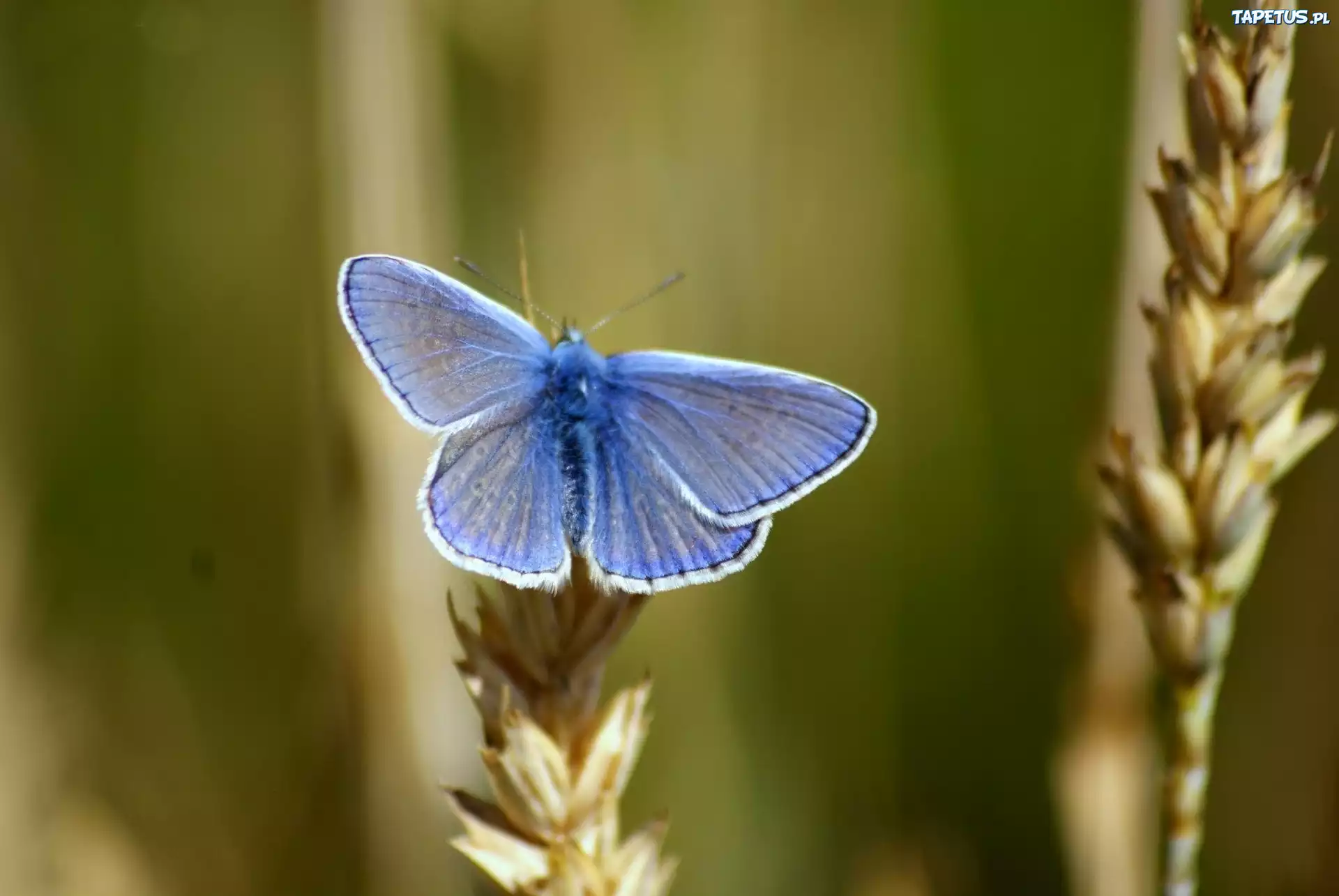 Niebieski, Motyl, Zboże