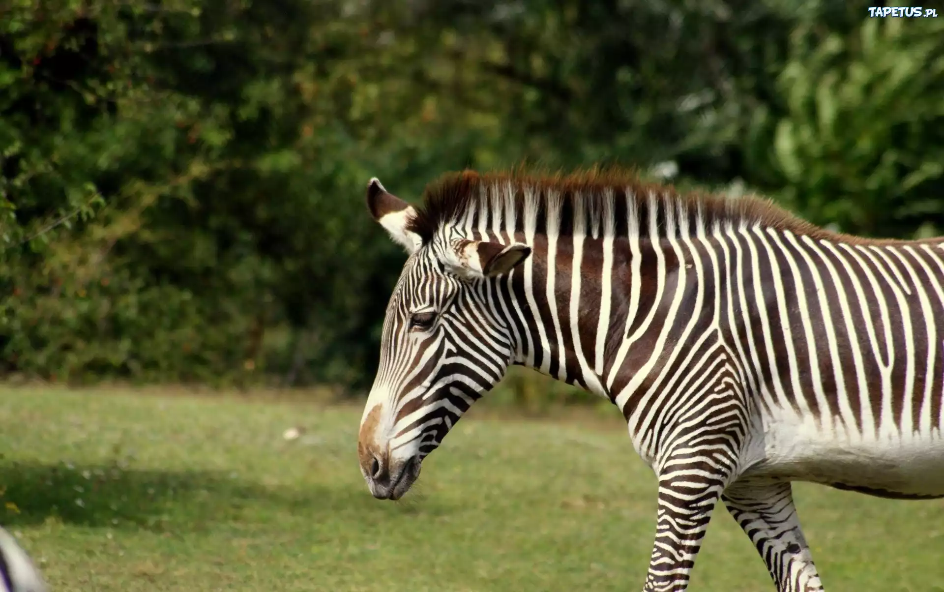 Zebra, Drzewa