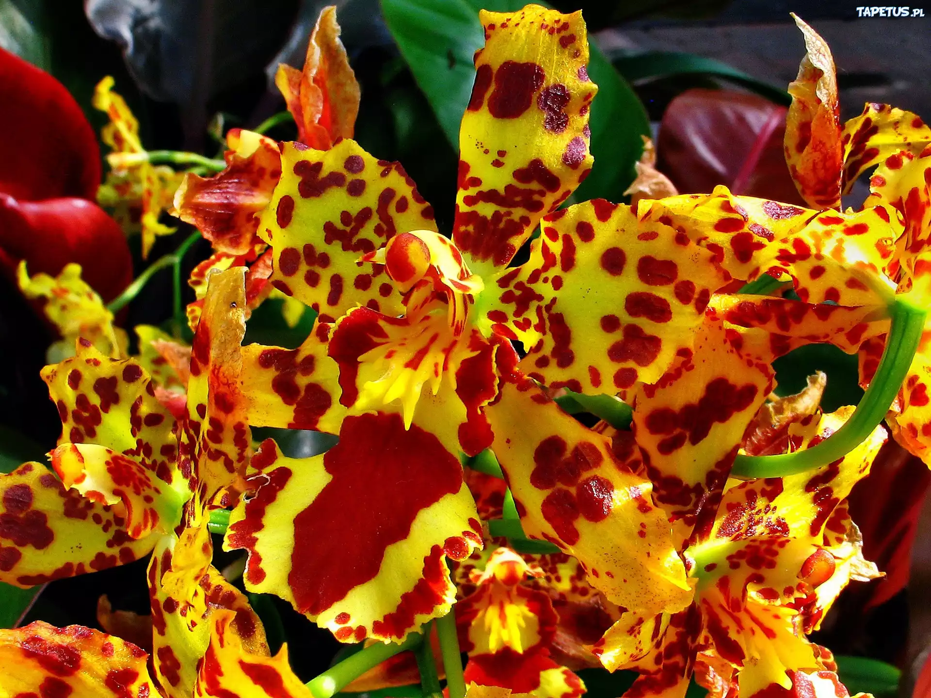 Żółto, Czerwona, Orchidea