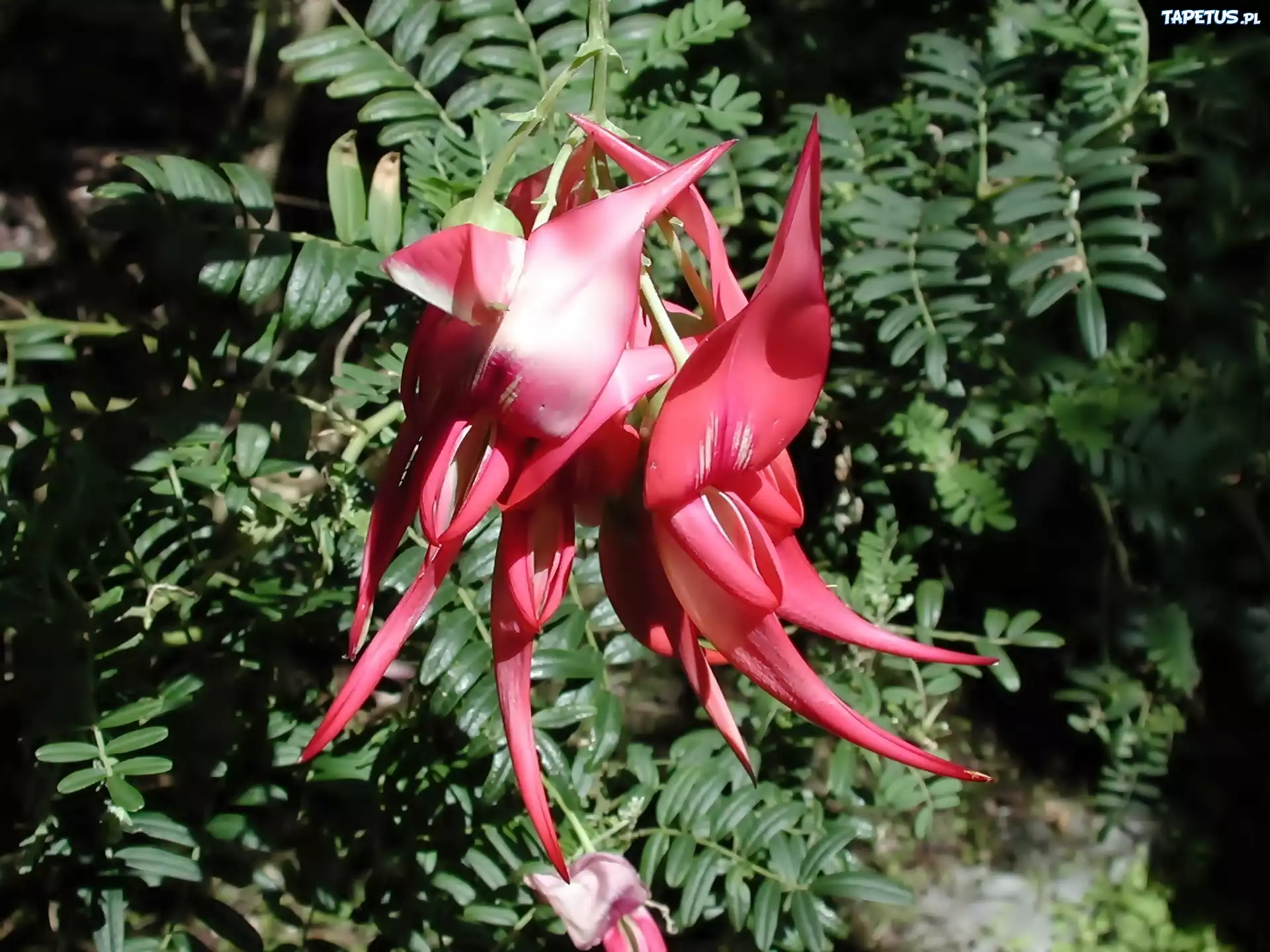 Clianthus, Puniceus
