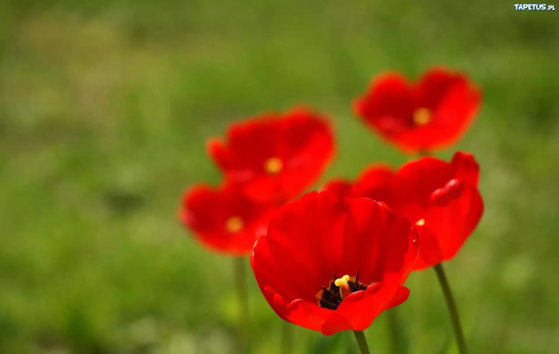 Czerwone, Tulipany