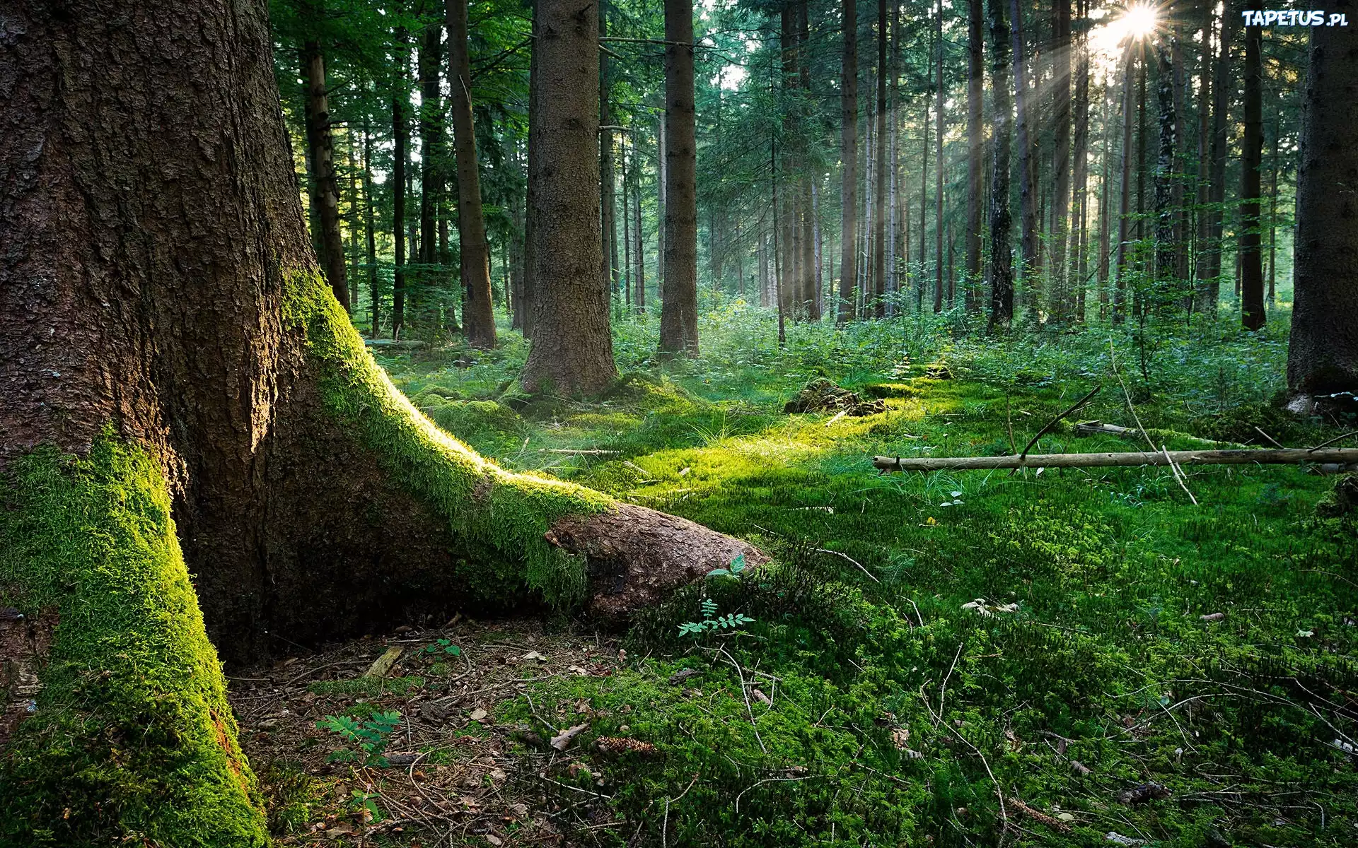 Stary, Las, Promienie, Słońca