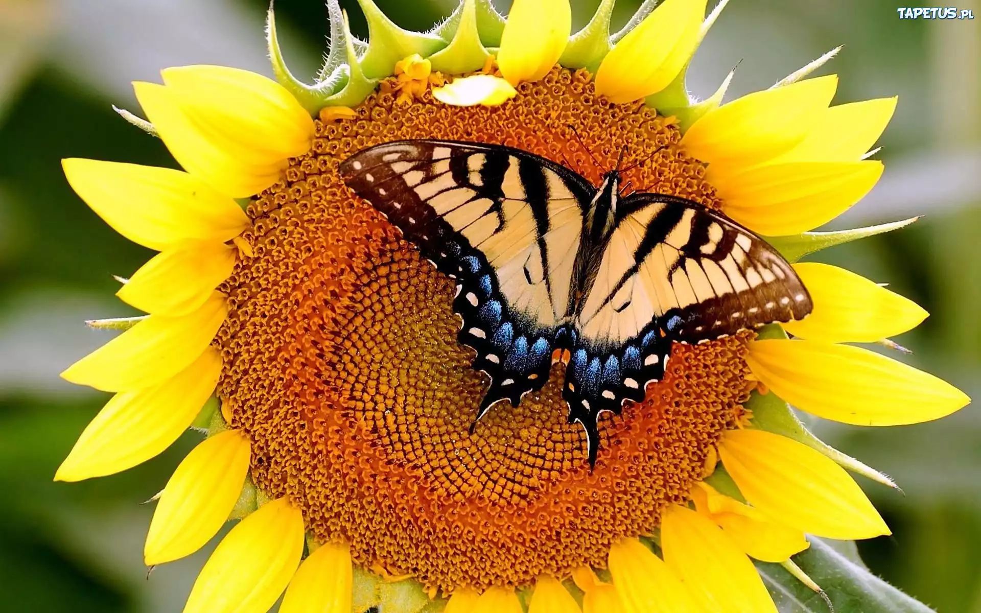 Słonecznik, Piękny, Motyl